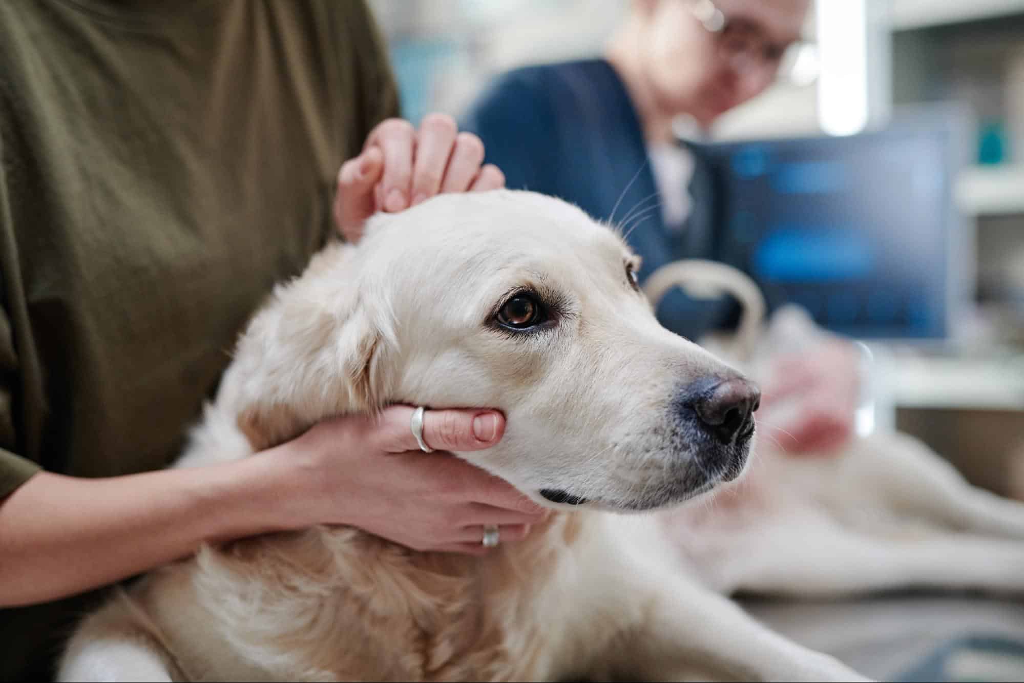 Compassionate dog veterinary services at Dogfix for health and wellness.