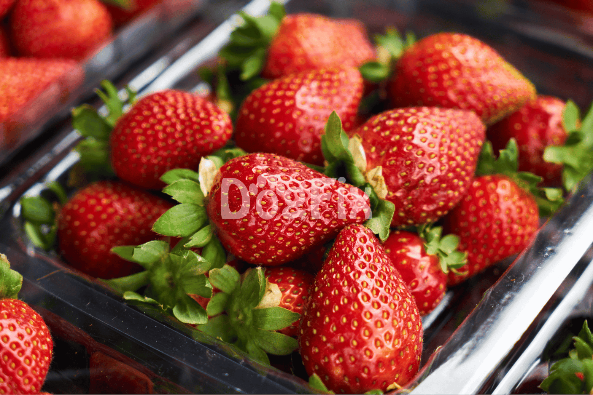 Close-up of ripe, juicy strawberries in a plastic container, highlighting healthy fruit options for dogs.