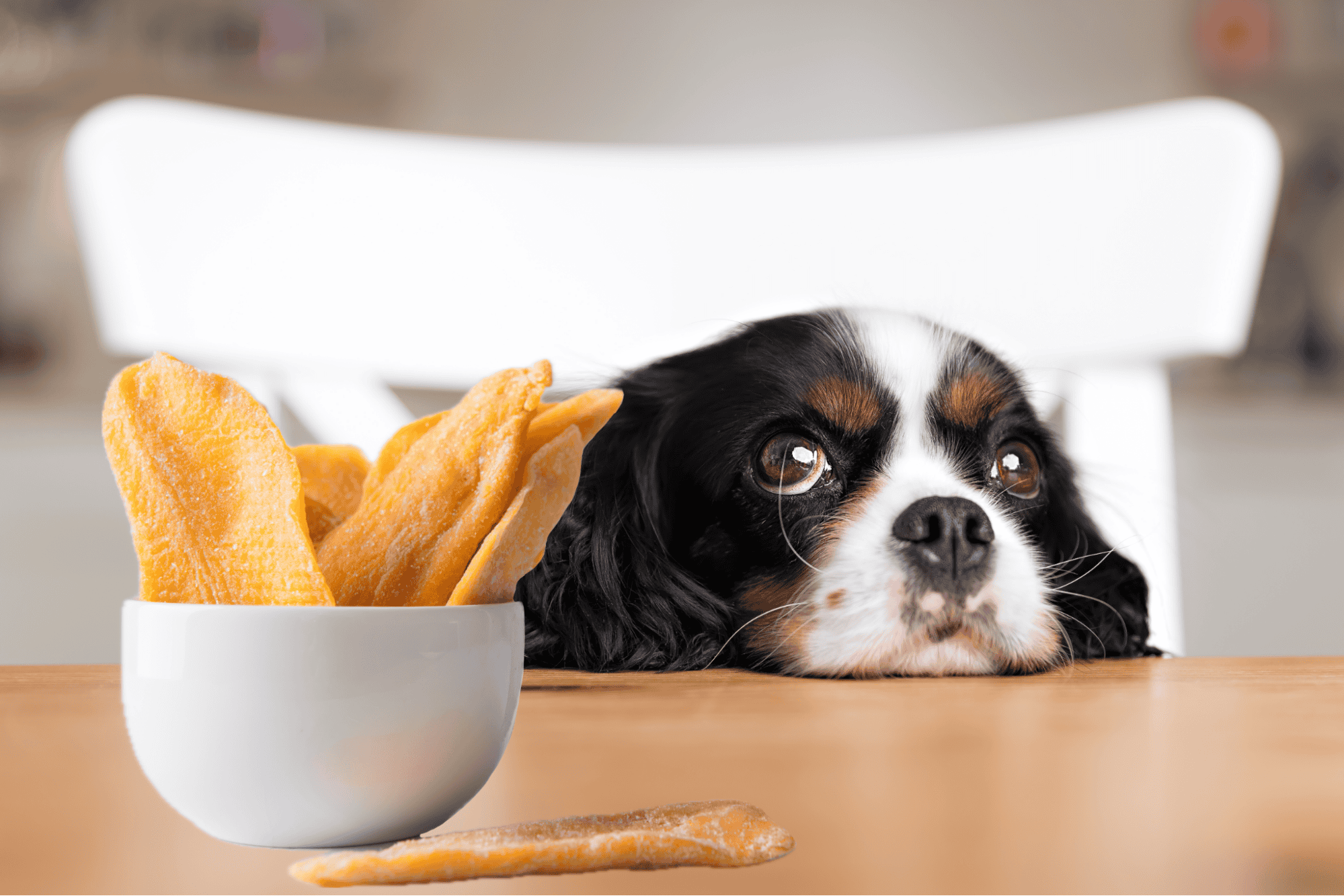 Healthy, tasty snacks for dogs by Dogfix.com.