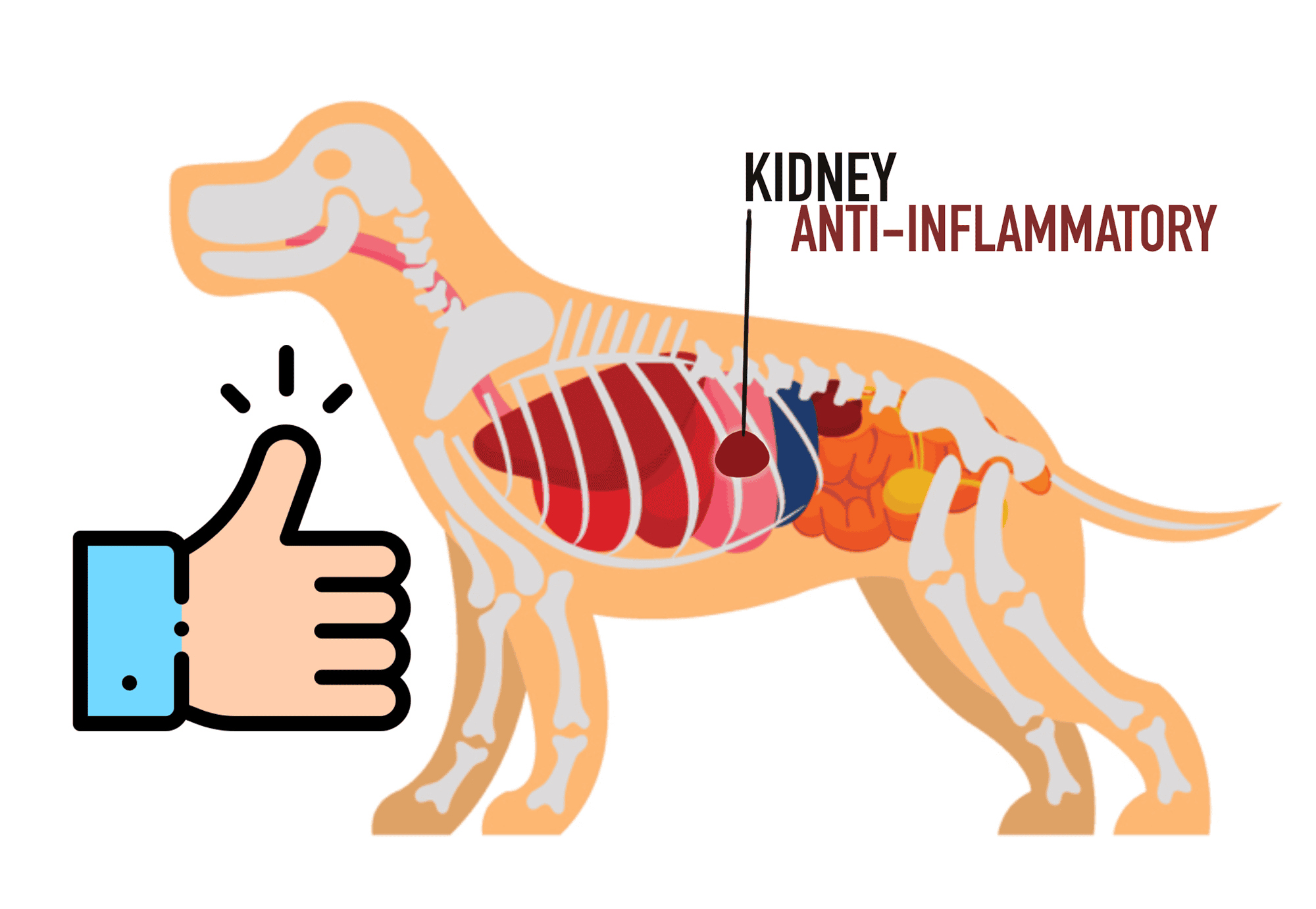 Illustration of a dog’s internal organs with a focus on kidney anti-inflammatory treatment.