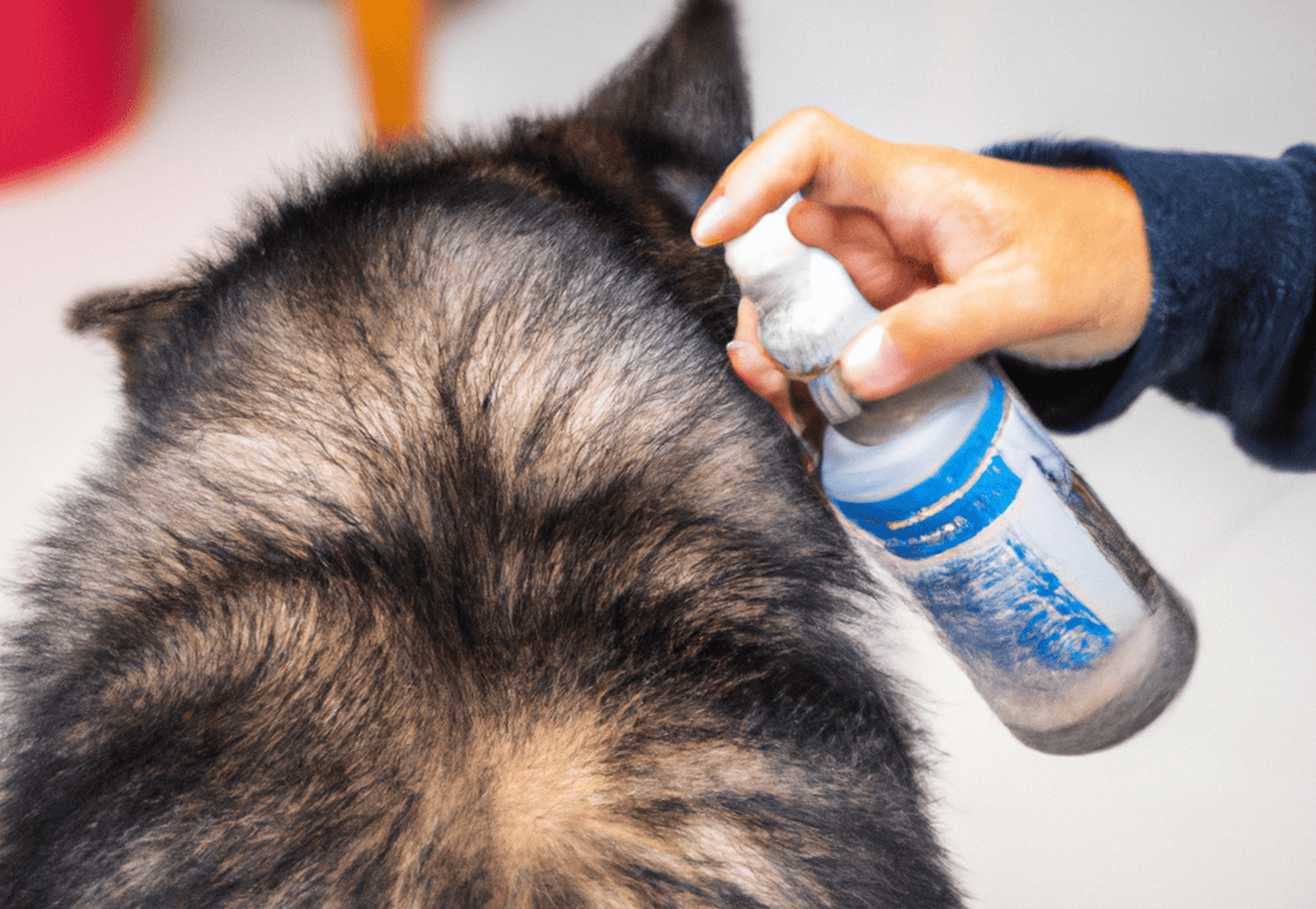 Dog grooming and furry coat care using a grooming spray.