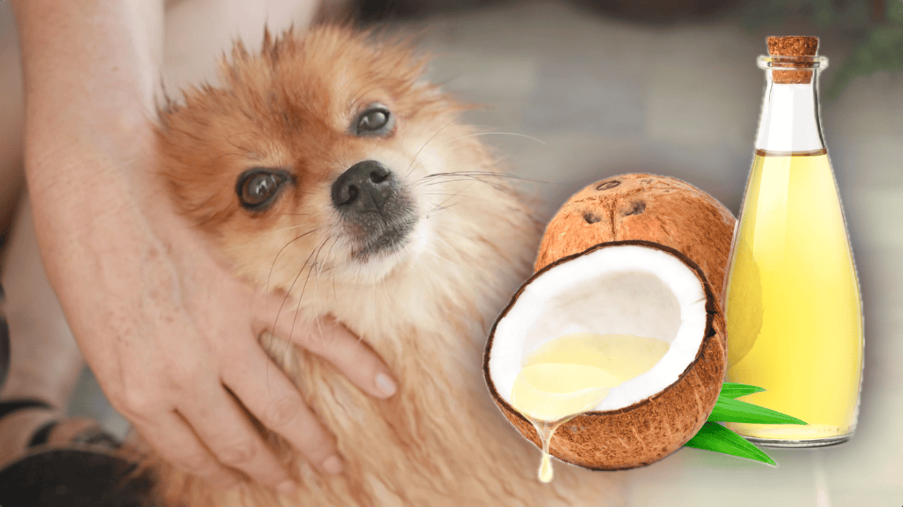 Natural coconut oil for dogs and healthy pet supplements.