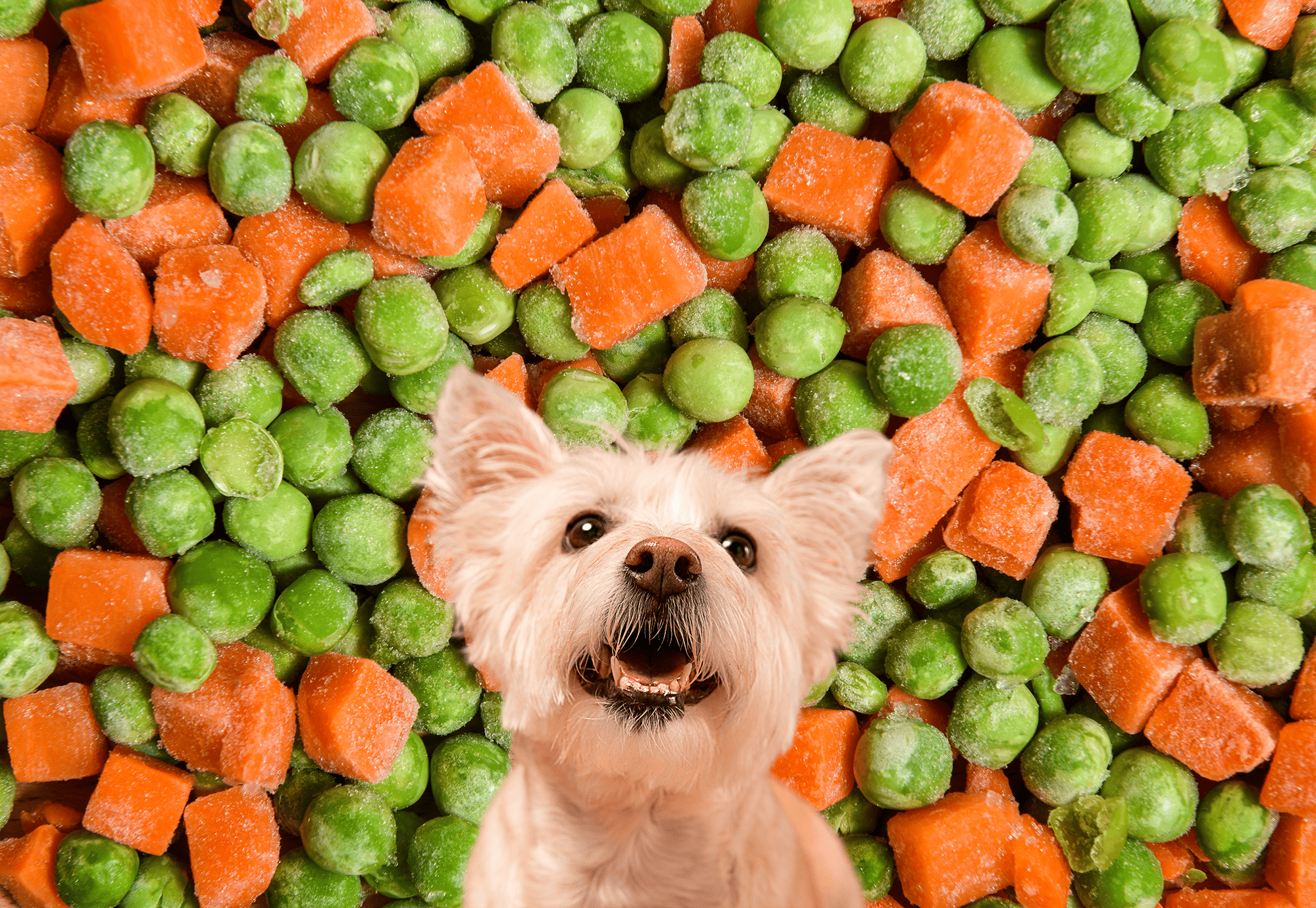 Fresh carrots and green peas for healthy dogs.