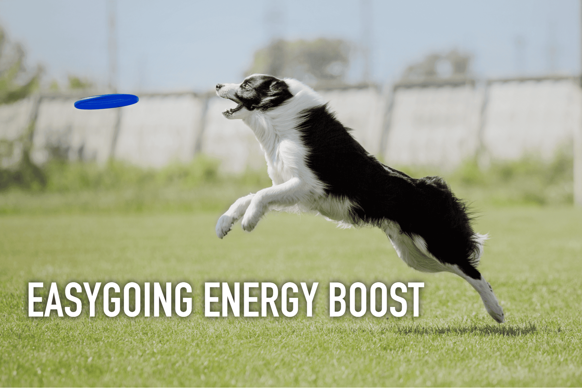 Happy Border Collie catching frisbee outdoors.