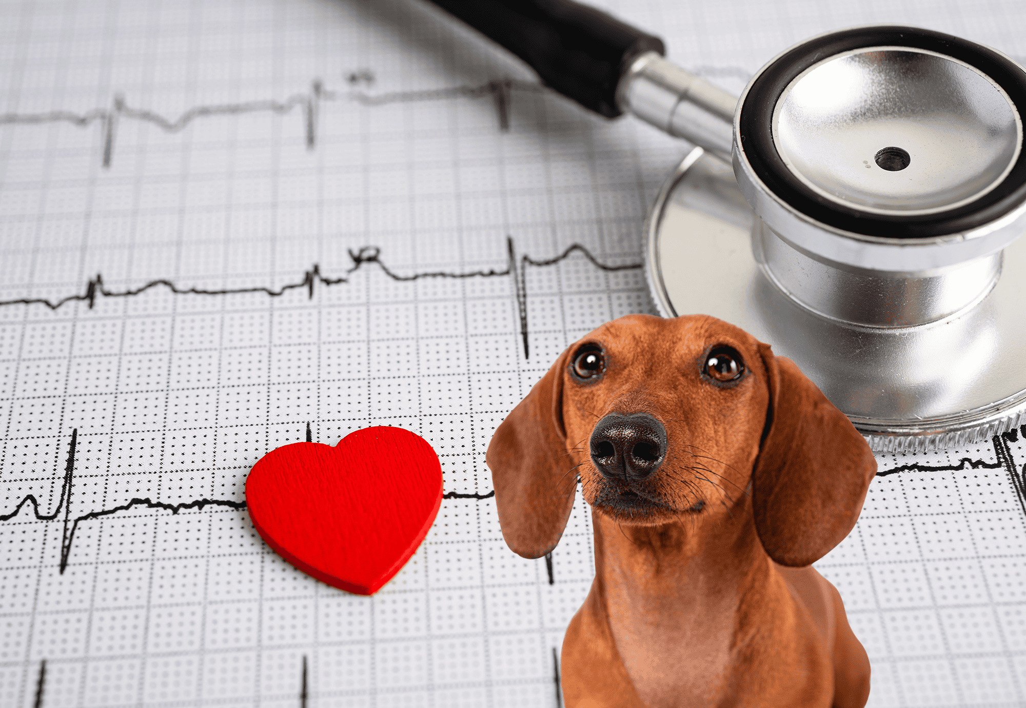 Stethoscope and heart rate chart for canine health check-up.
