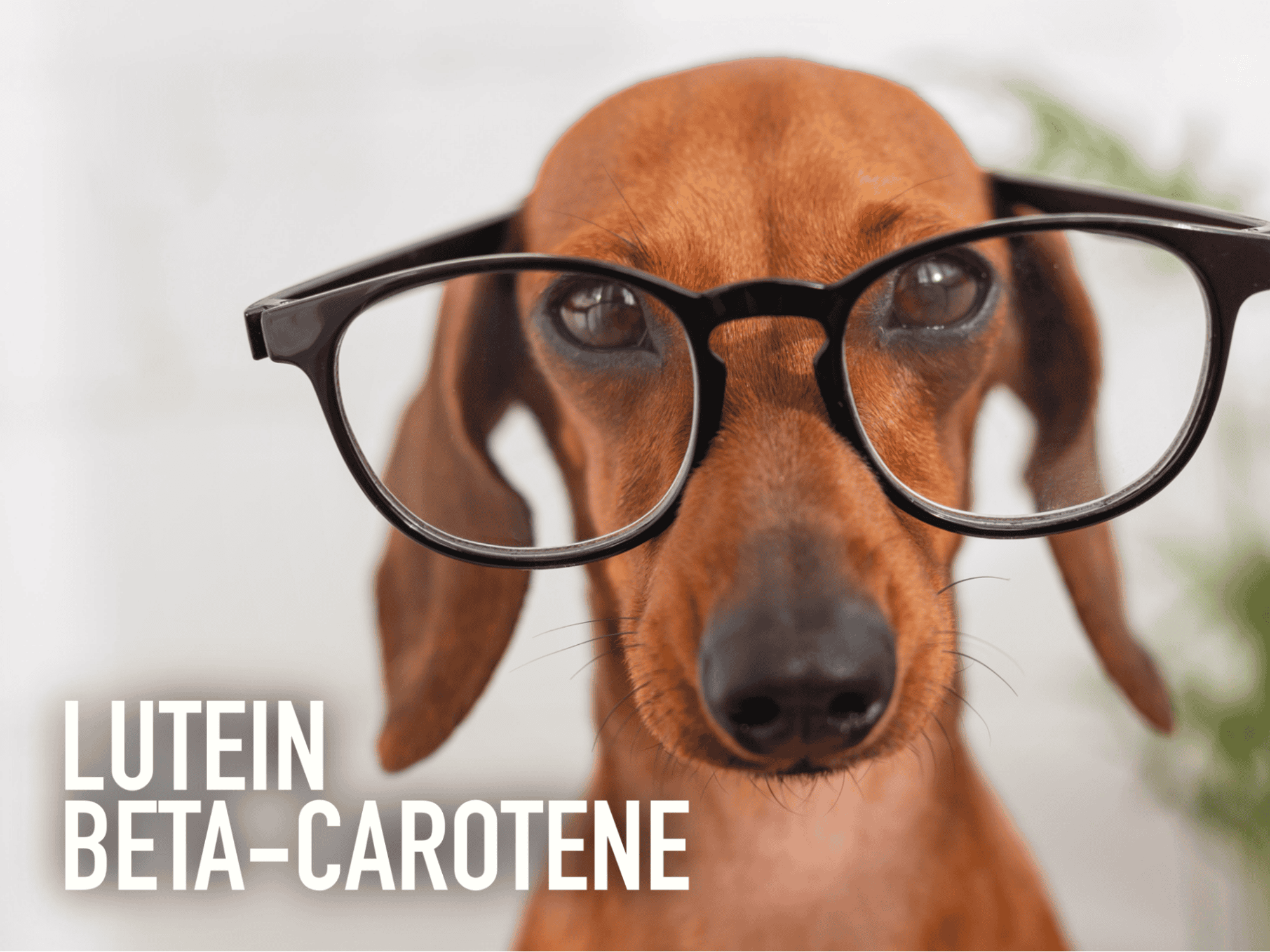 Dog wearing glasses, highlighting benefits of dog supplements for eye health and protection.