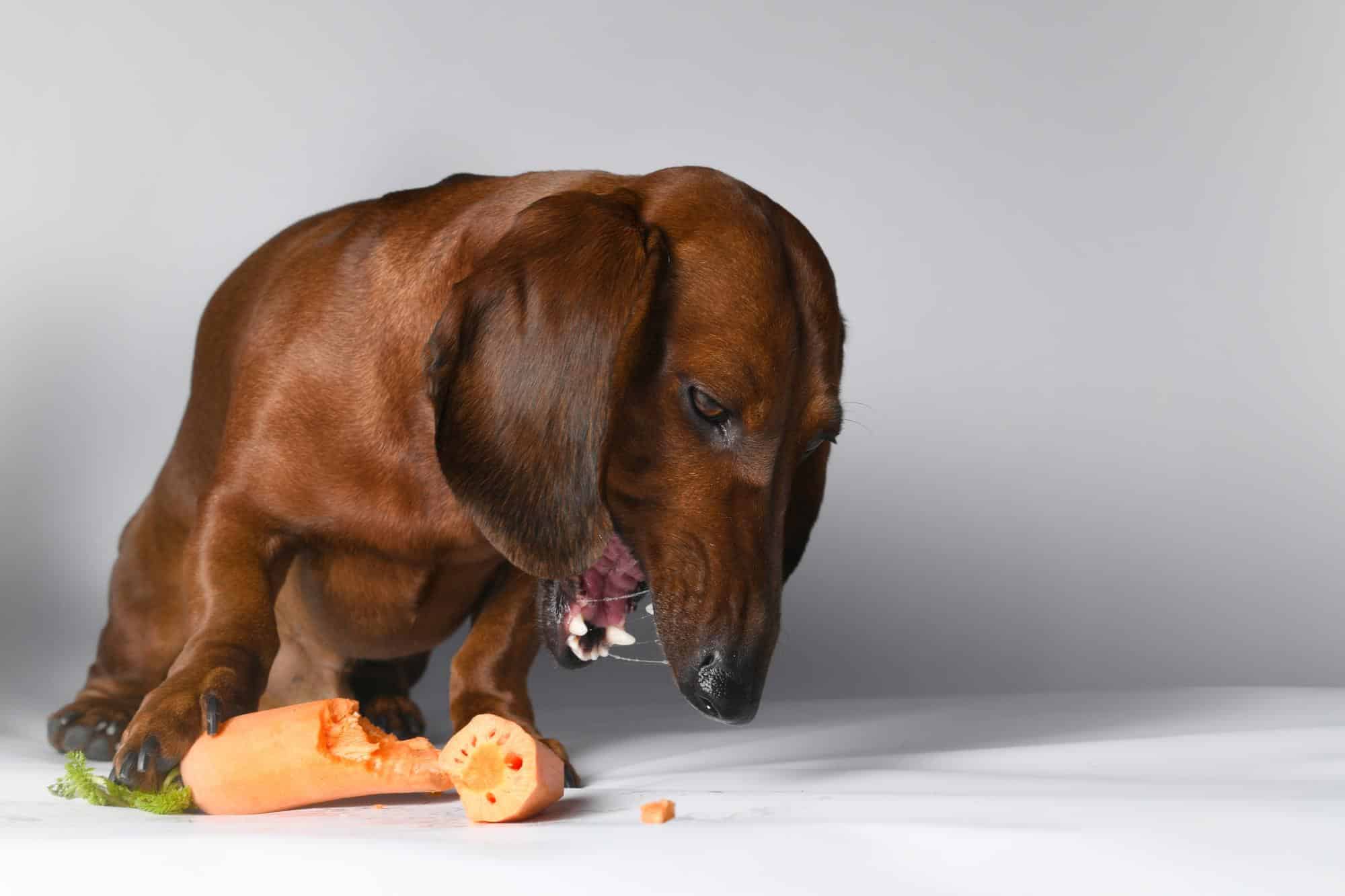 Adorable brown dachshund chewing on a fresh vegetable, showcasing healthy pet diet options.