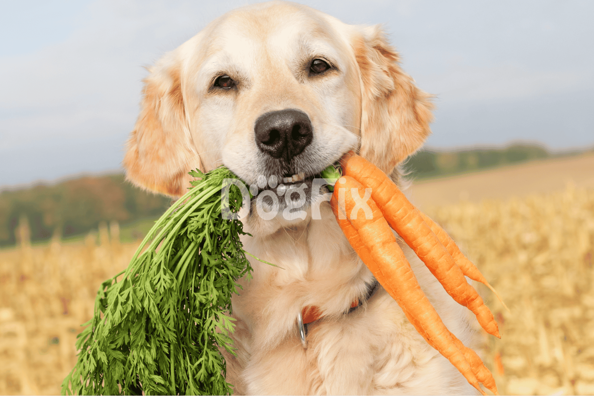 Dog holding fresh carrots and leafy greens in its mouth outdoors.