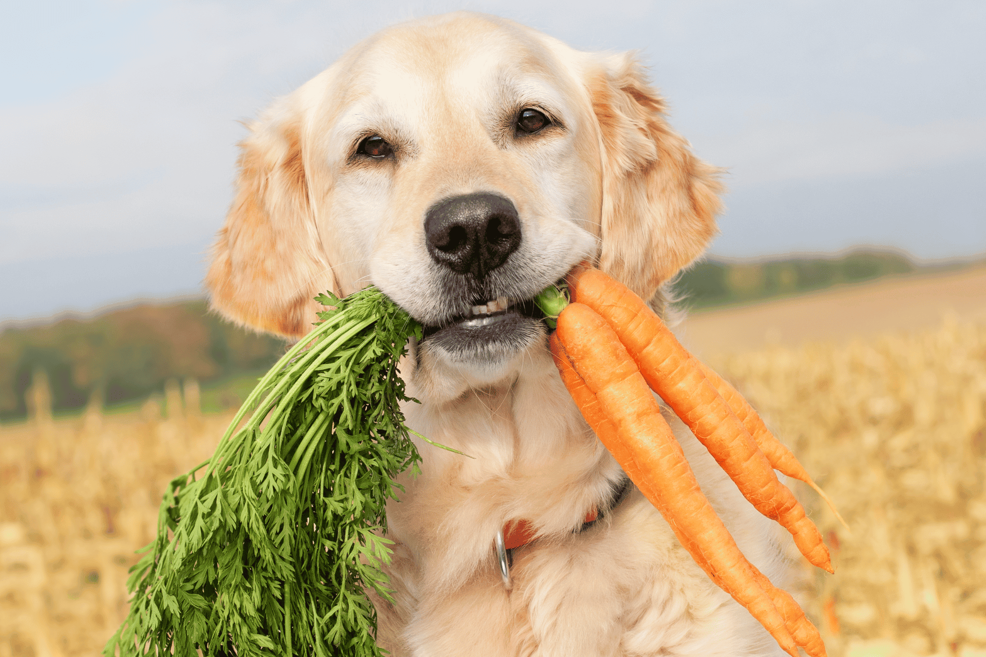 Golden retriever holds freshly picked carrots and leafy greens in its mouth outdoors.