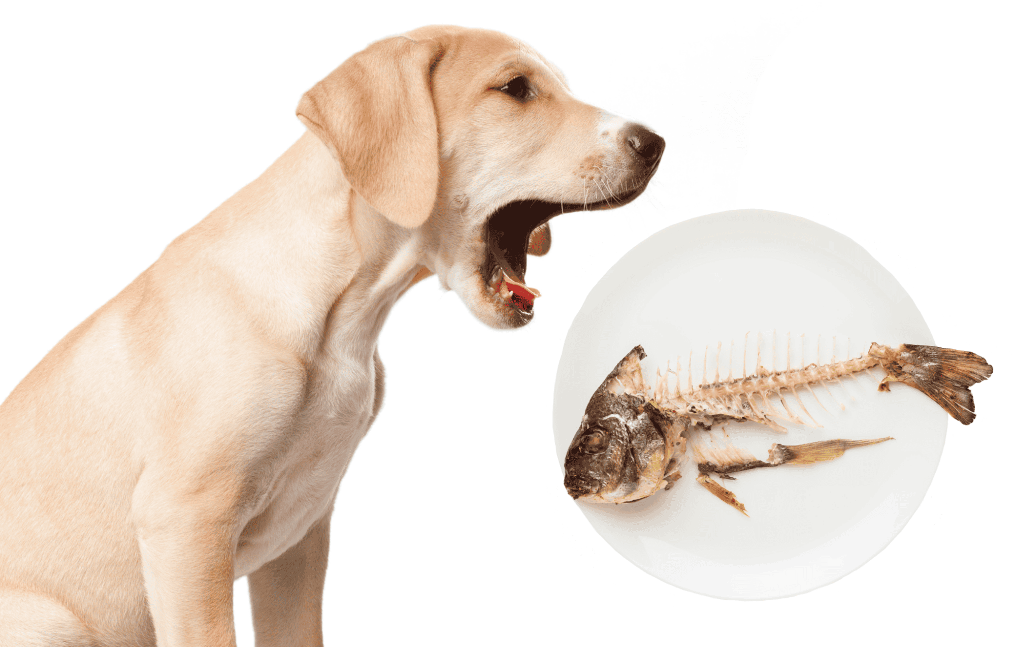 Dog sitting next to fish skeleton.