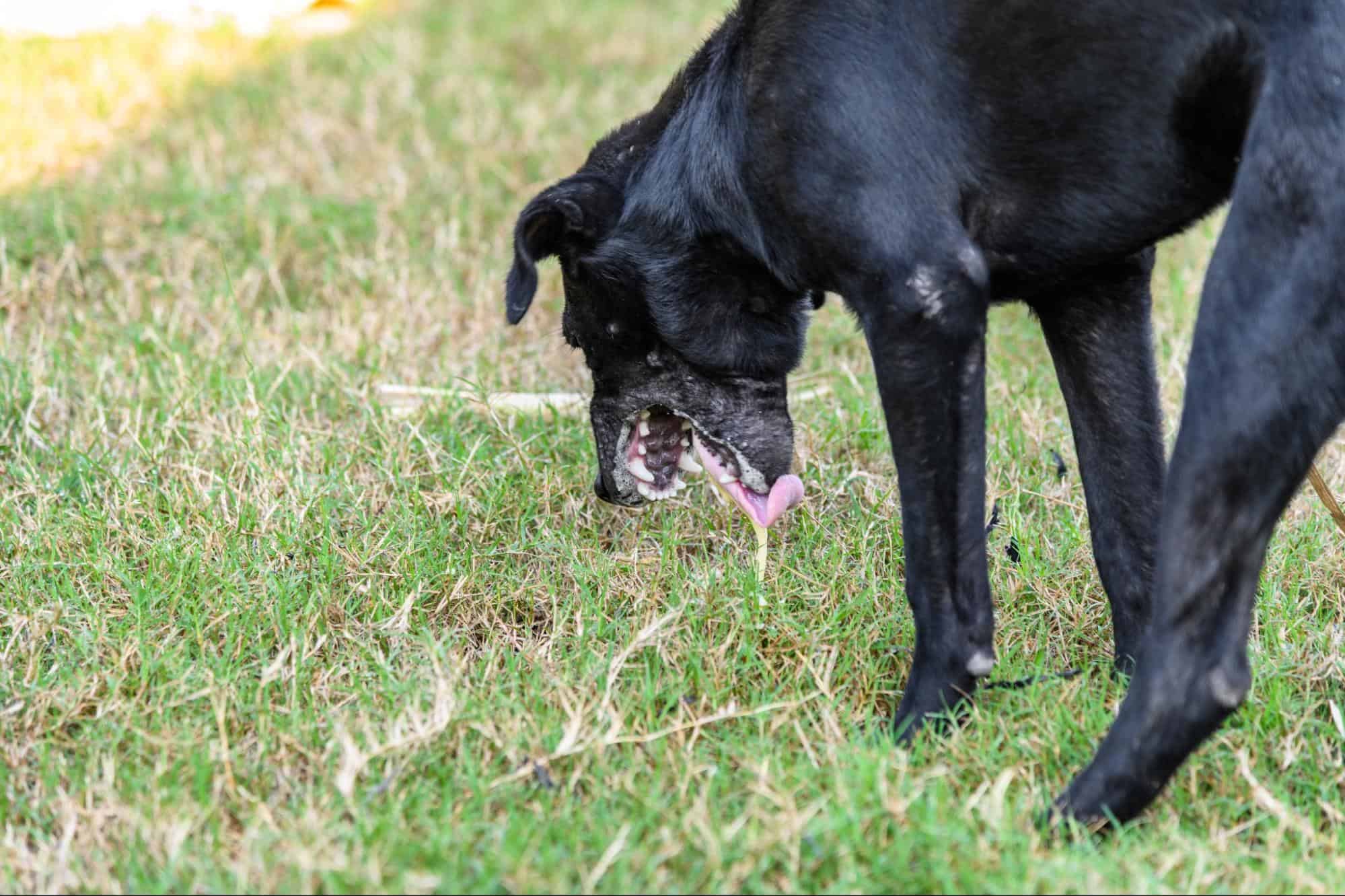 Dog eating grass in a park or yard, enjoying nature and outdoor activity.
