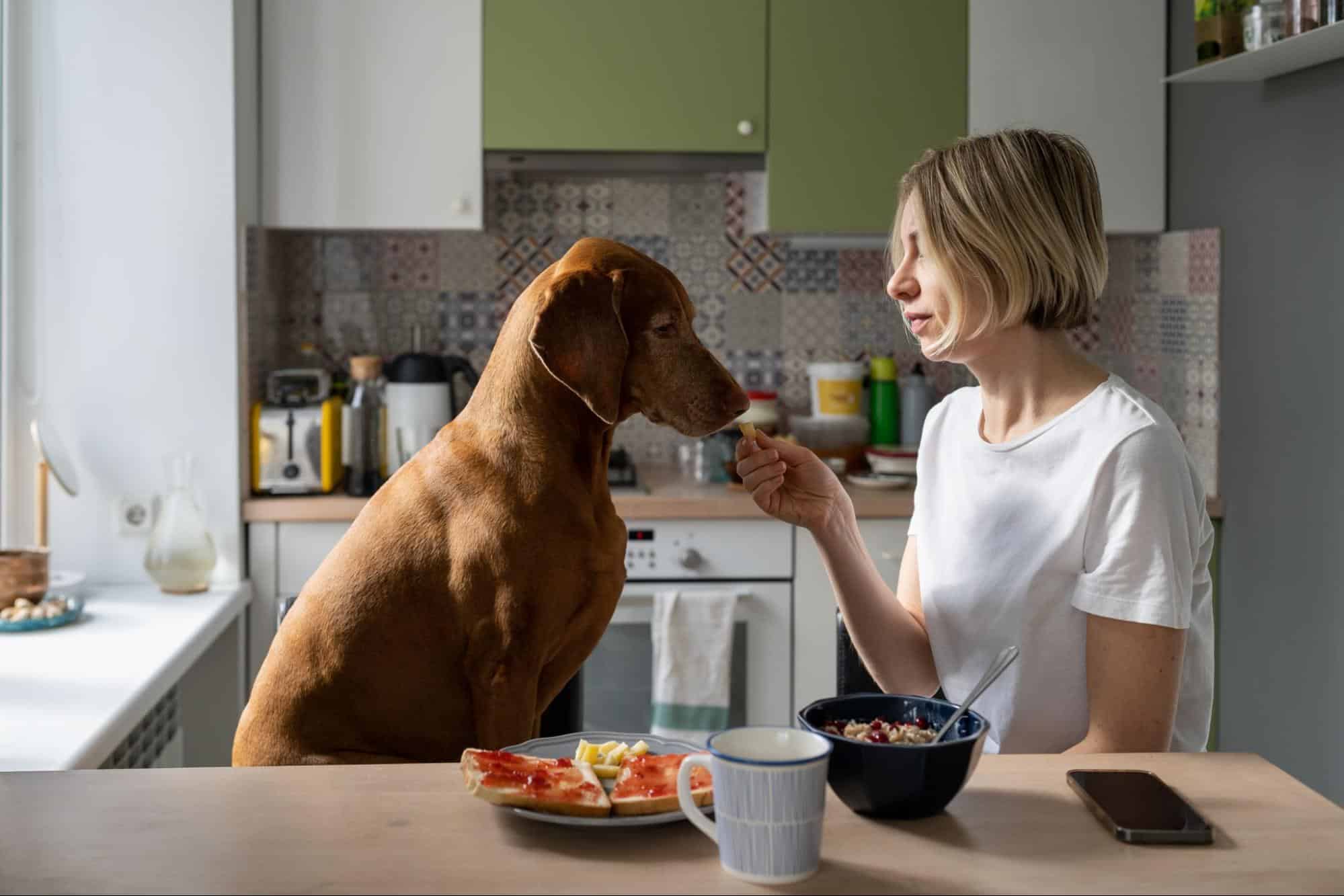 Adorable brown dog eating food from owner at kitchen counter.