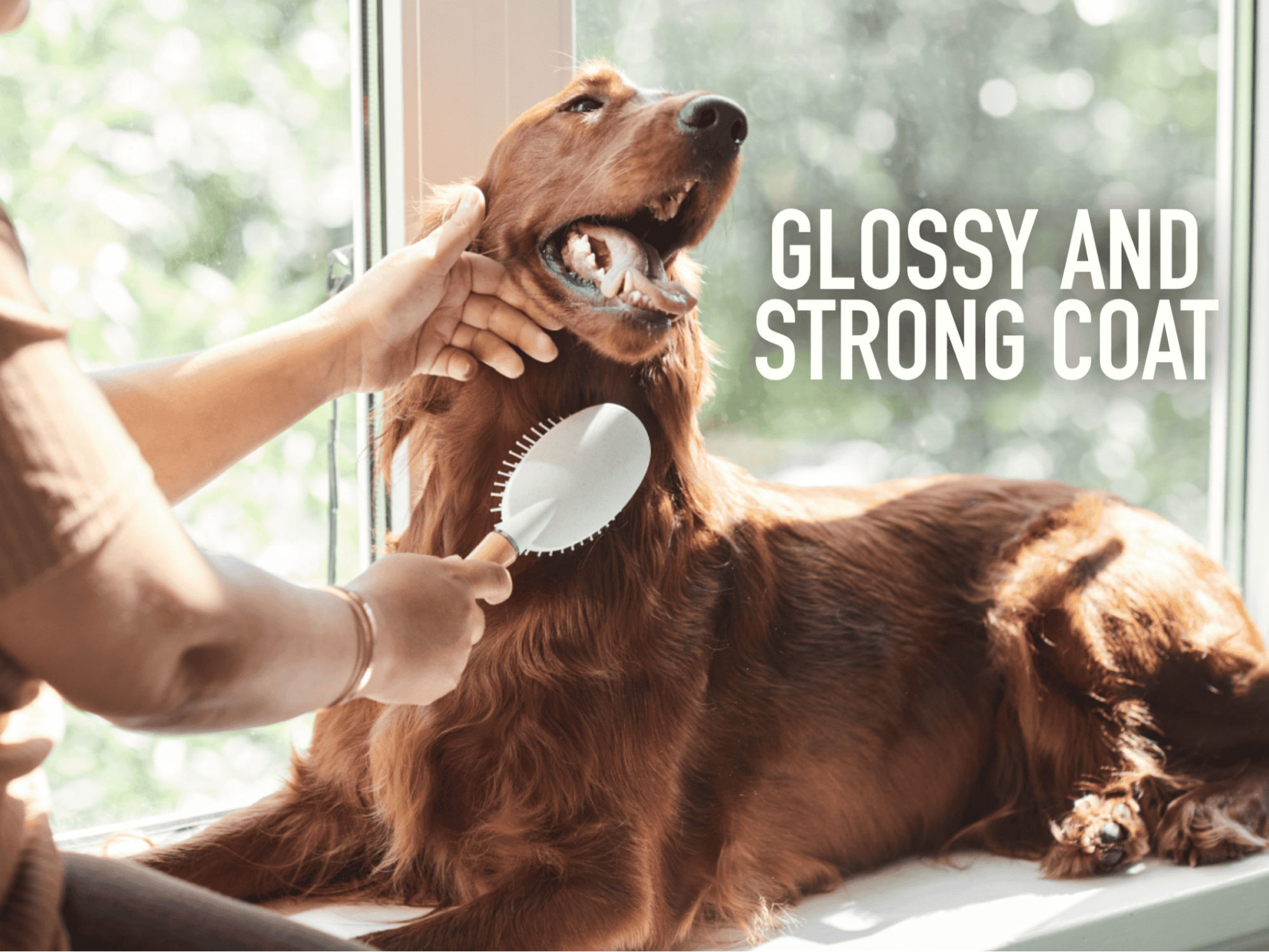Dog brushing and grooming for a glossy, strong coat.