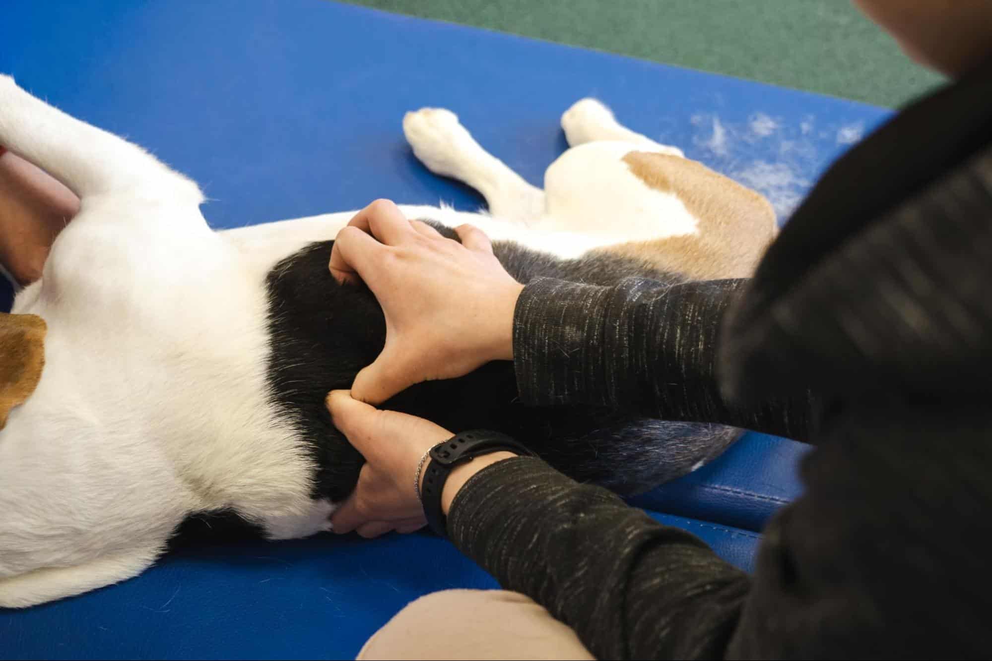 Dog lying on a blue therapy mat during a vet visit for health check-up and calm therapy.