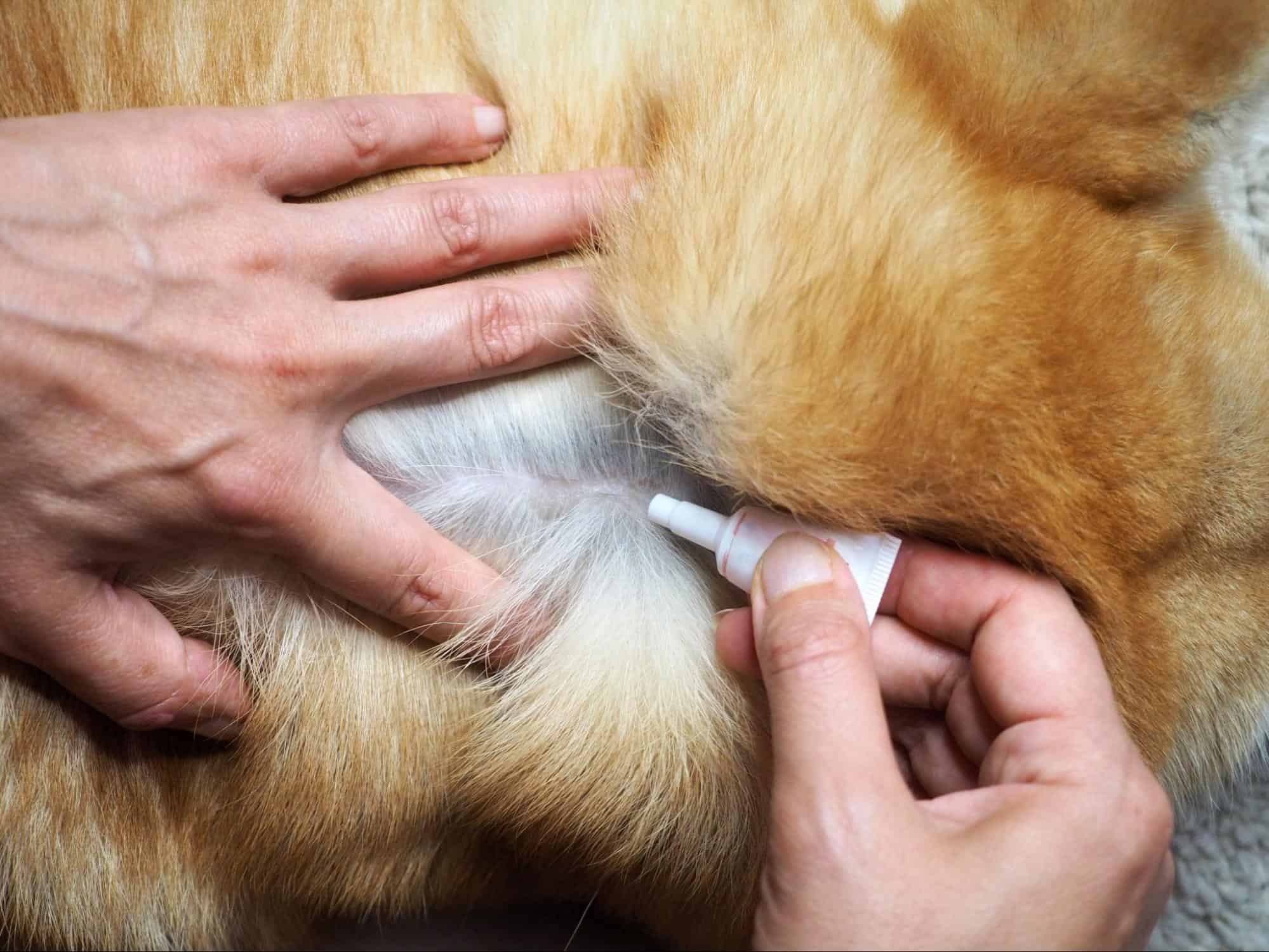 Dog vaccination being administered to a dog by a veterinarian.