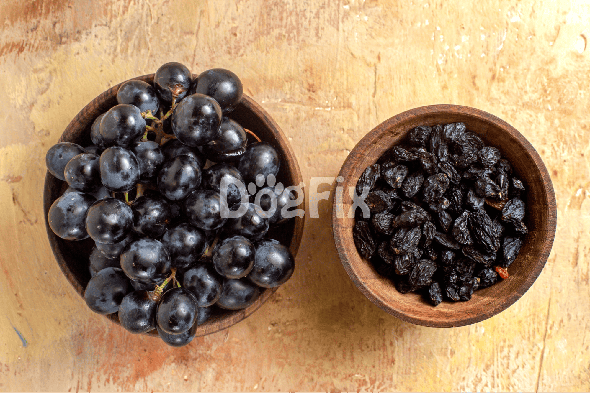 Vineyard grapes and dried raisins in wooden bowls, highlighting pet-safe and toxic foods for dogs.