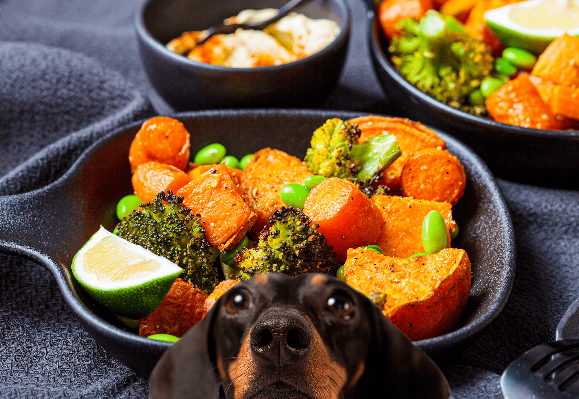 Dog-friendly healthy meal featuring sweet potatoes, broccoli, and edamame for optimal canine nutrition.