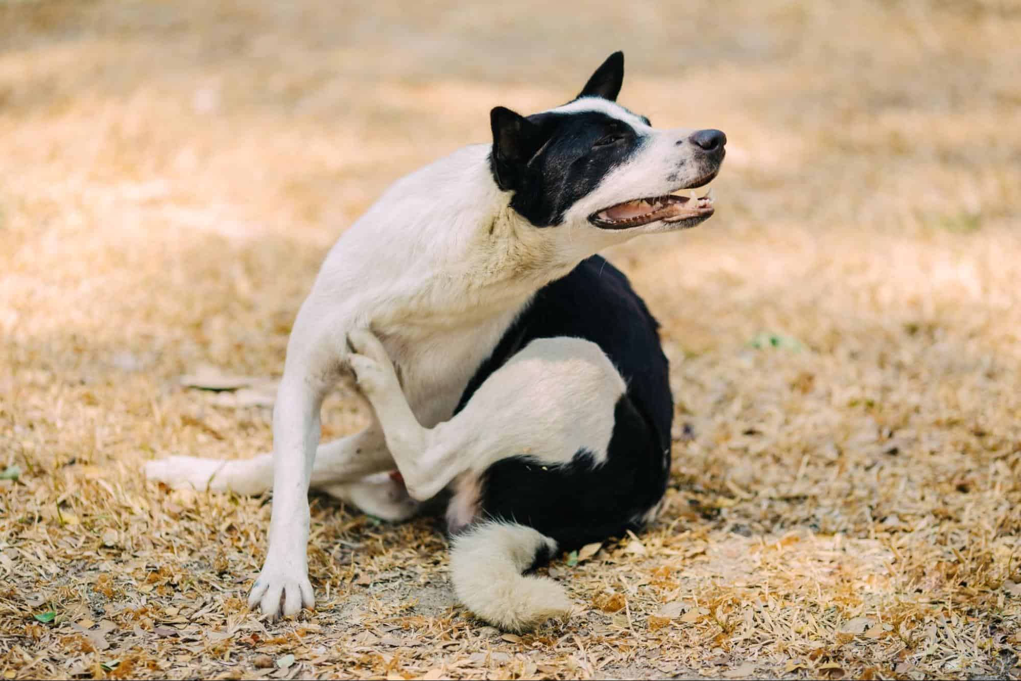 Cute black and white dog smiling on dry leaves.
