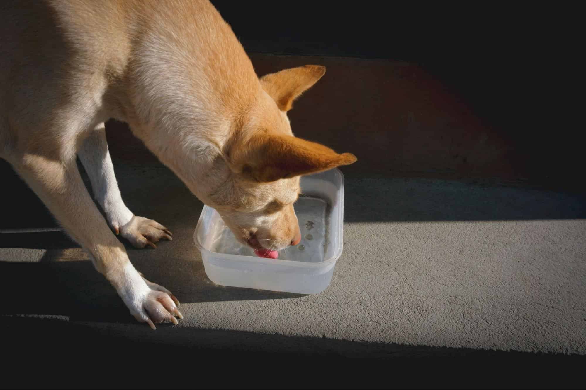 Cute dog enjoying fresh water in bowl outdoors.