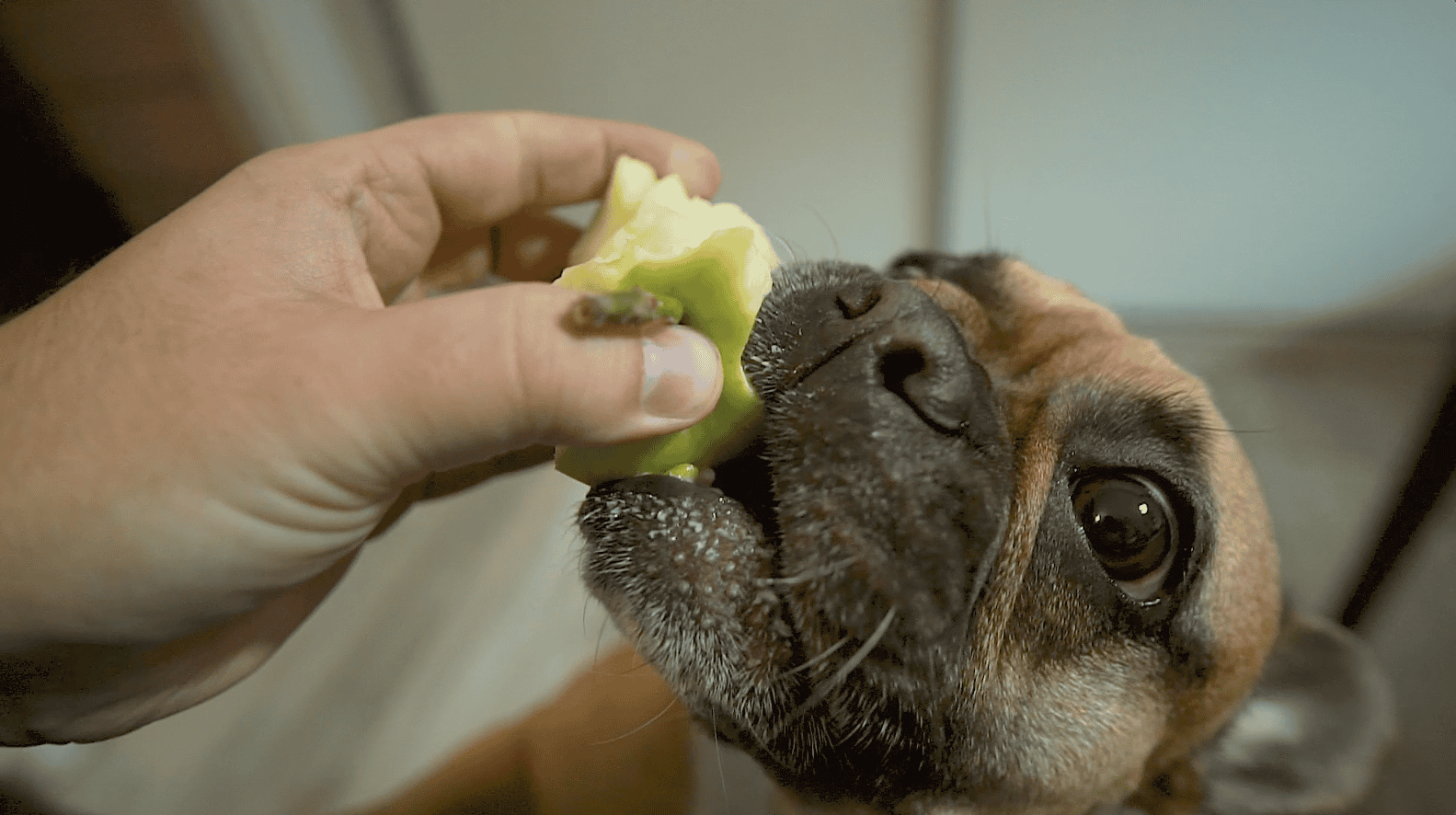 Close-up of a dog enjoying a bite of apple, showcasing nutritional dog treats, healthy pet eating habits, and tips for dog care.