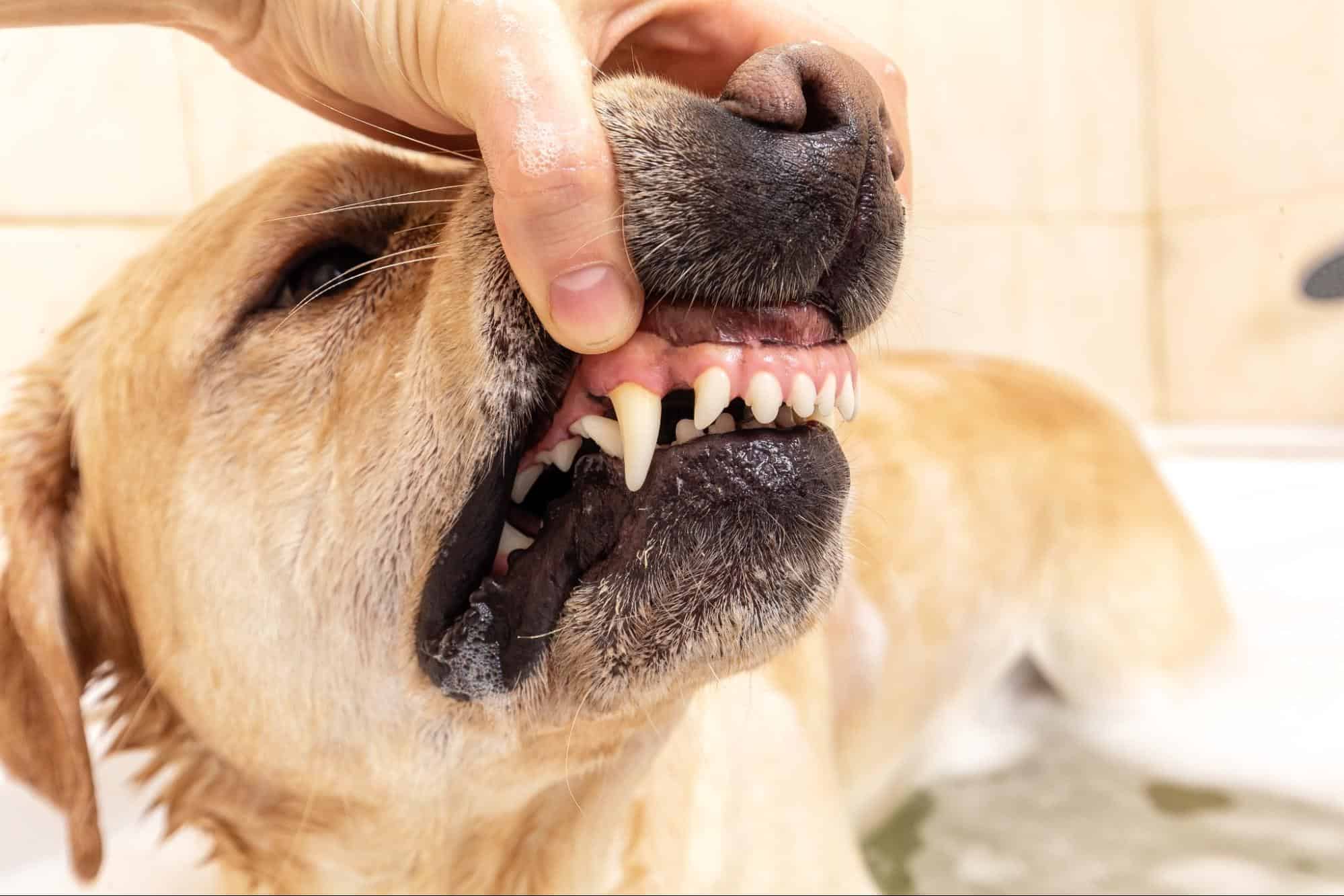 Close-up of a dog's open mouth showing healthy teeth and gums being examined.