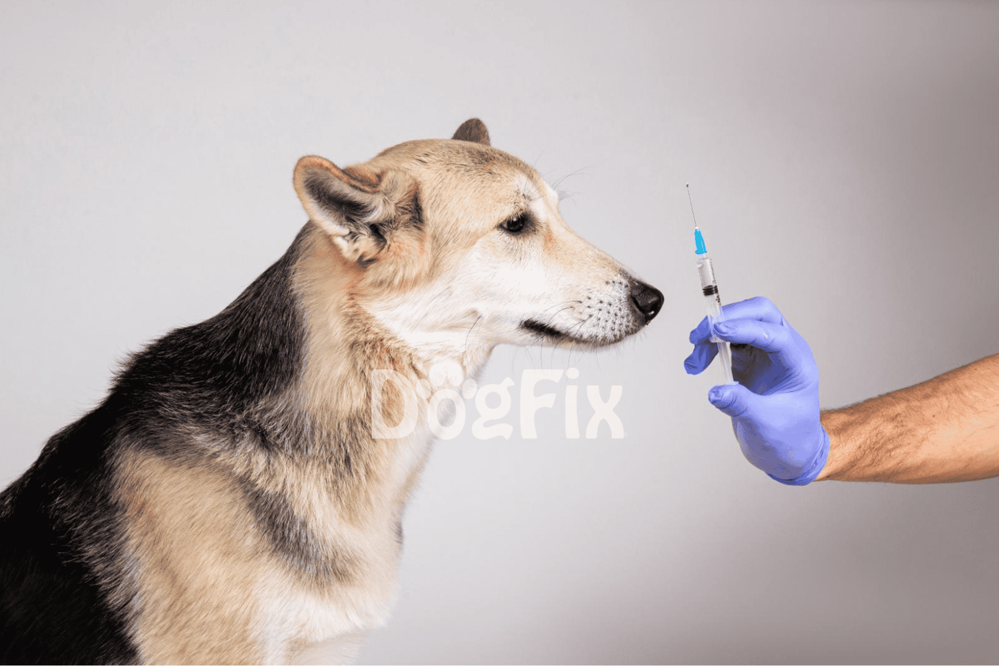 Close-up of a dog receiving a vaccination from a veterinarian wearing gloves.