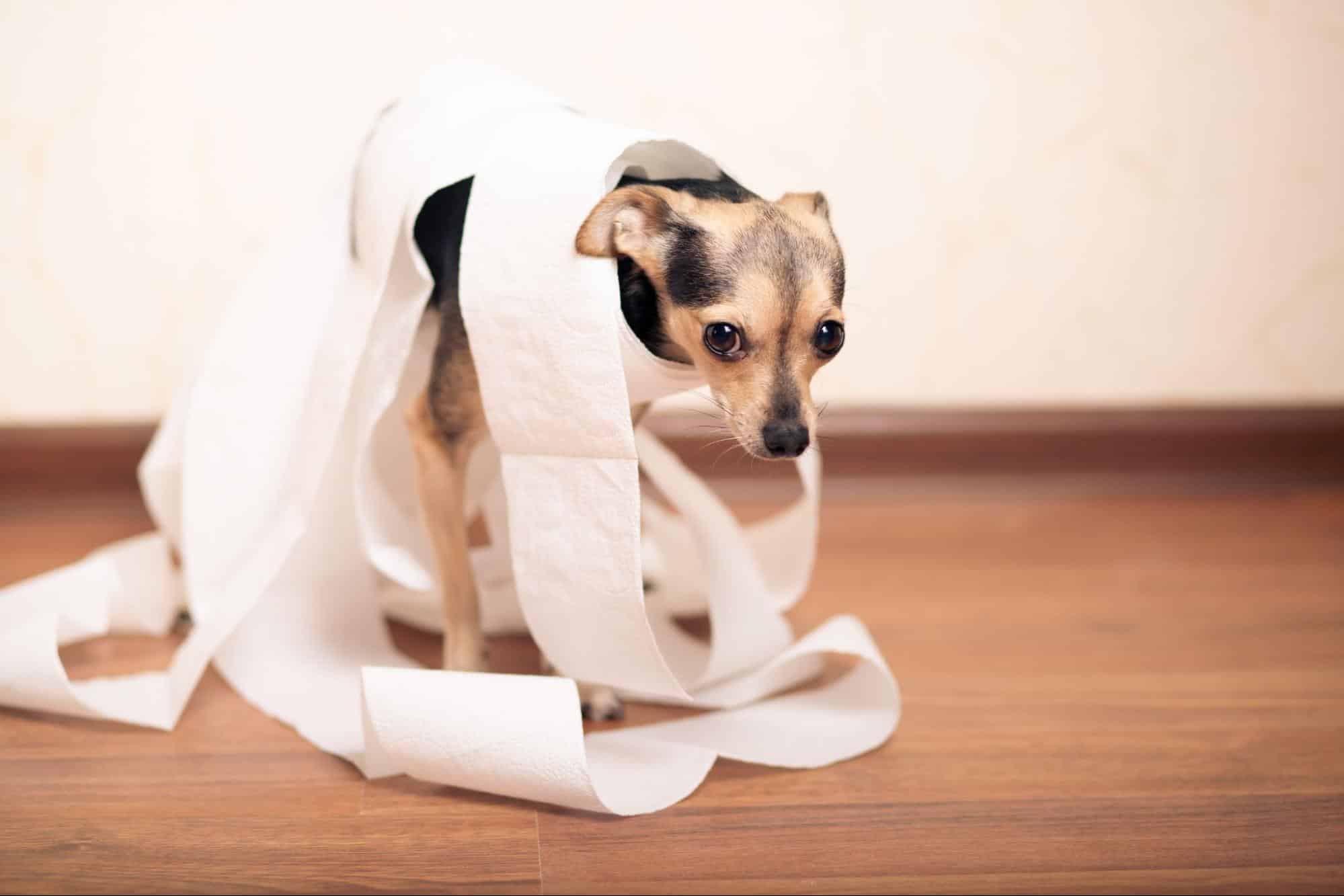 Small dog wrapped in toilet paper rolls for fun.