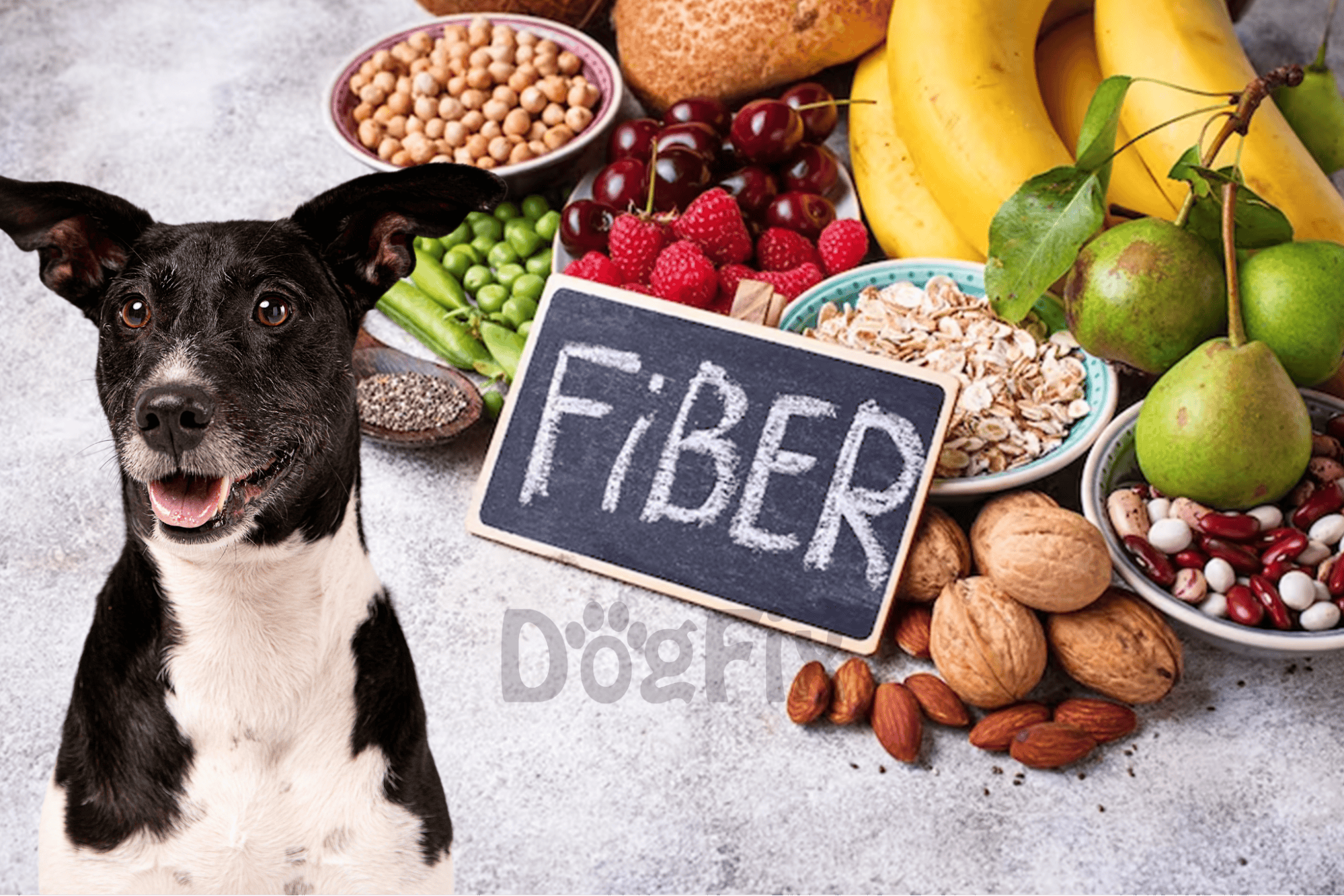 Healthy dog with fiber-rich food options, promoting digestion.