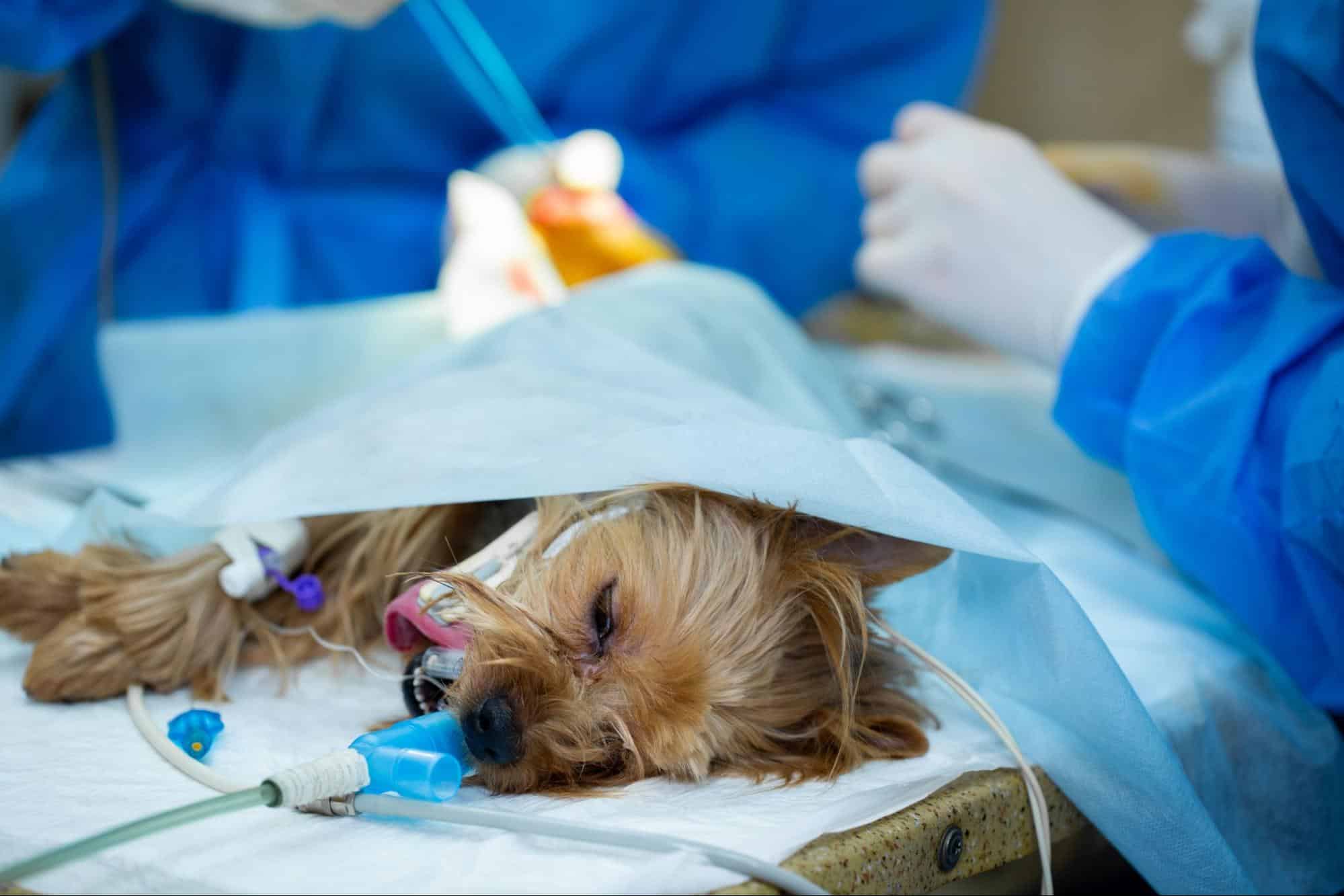 A small dog under anesthesia during a veterinary surgery, with medical staff assisting.