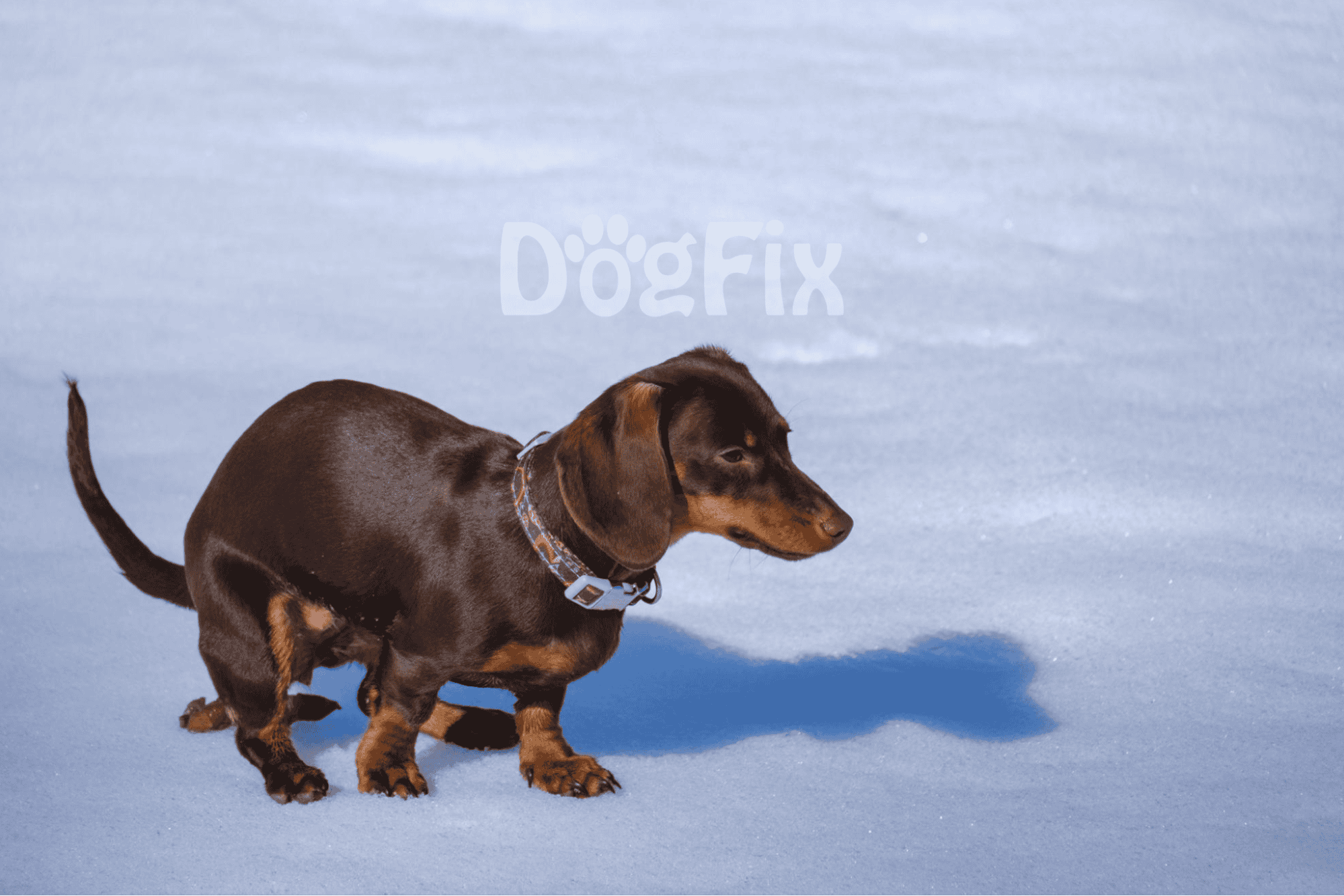 Adorable brown dachshund puppy exploring snow, showcasing dog-friendly outdoor activities.