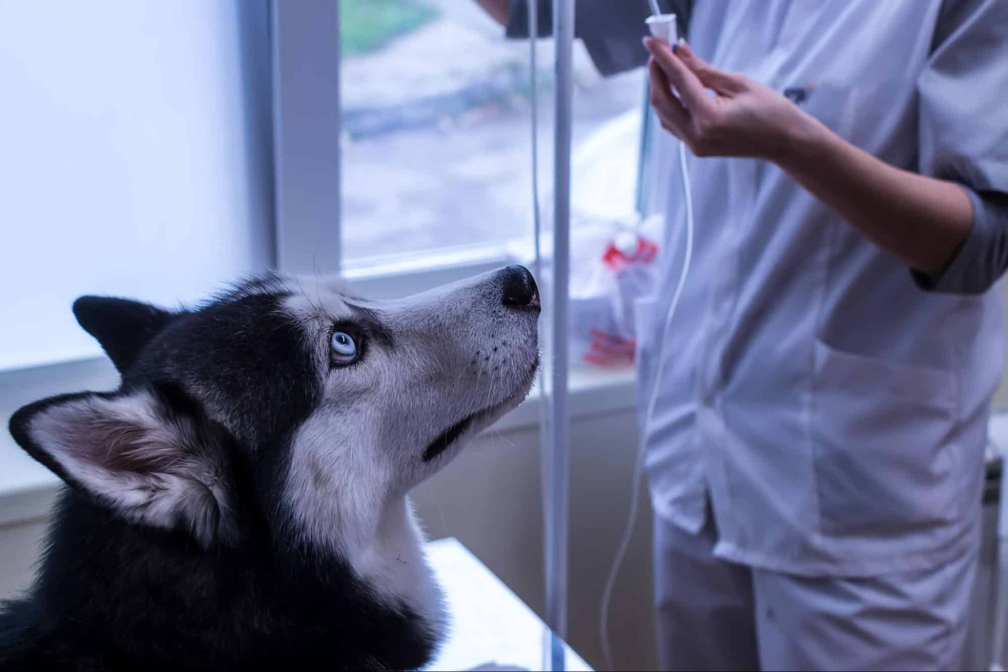 Husky dog getting veterinary check-up at clinic. Expert vet examining canine health.
