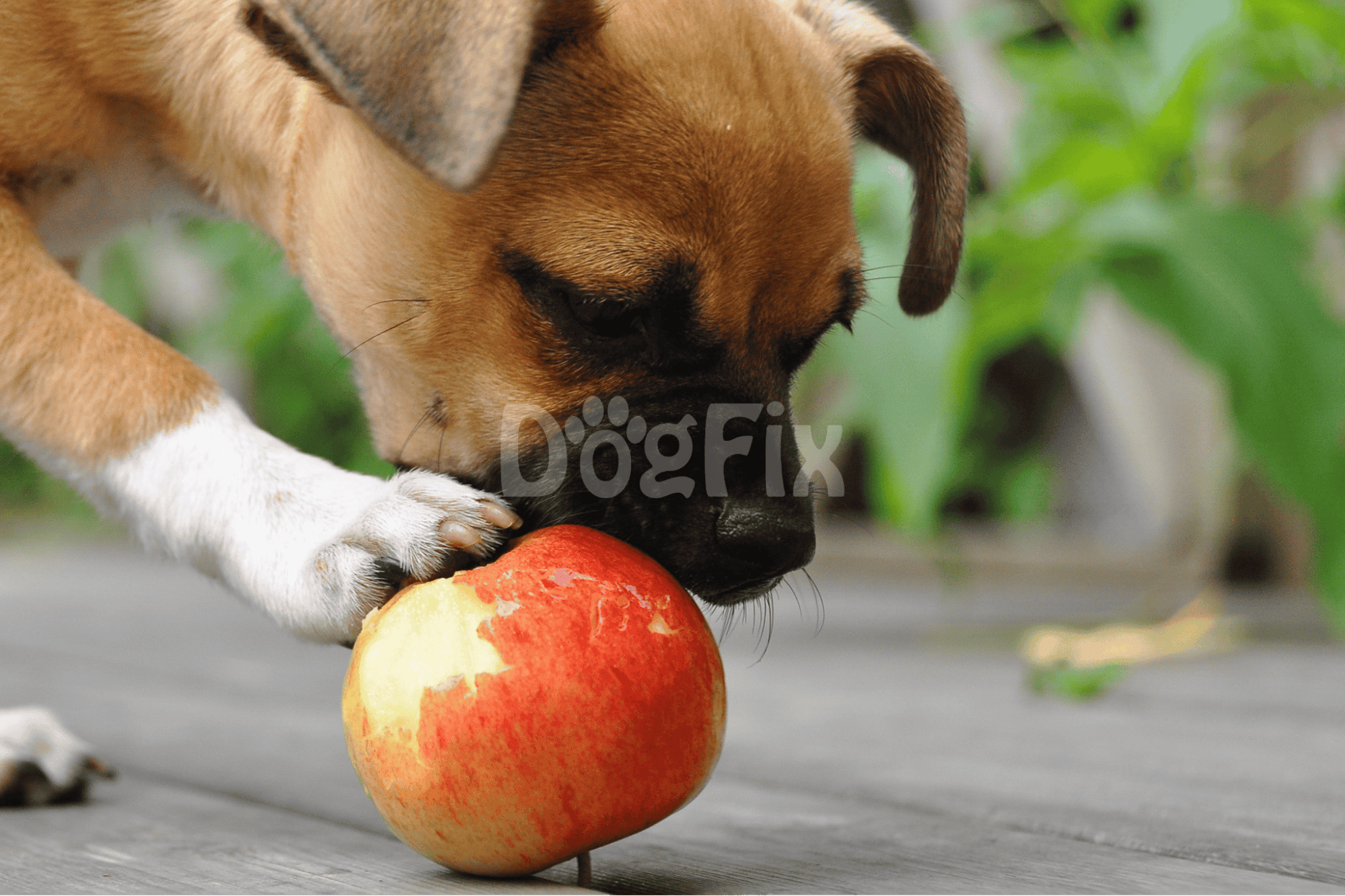 Close-up of a curious puppy playing with an apple outdoors.