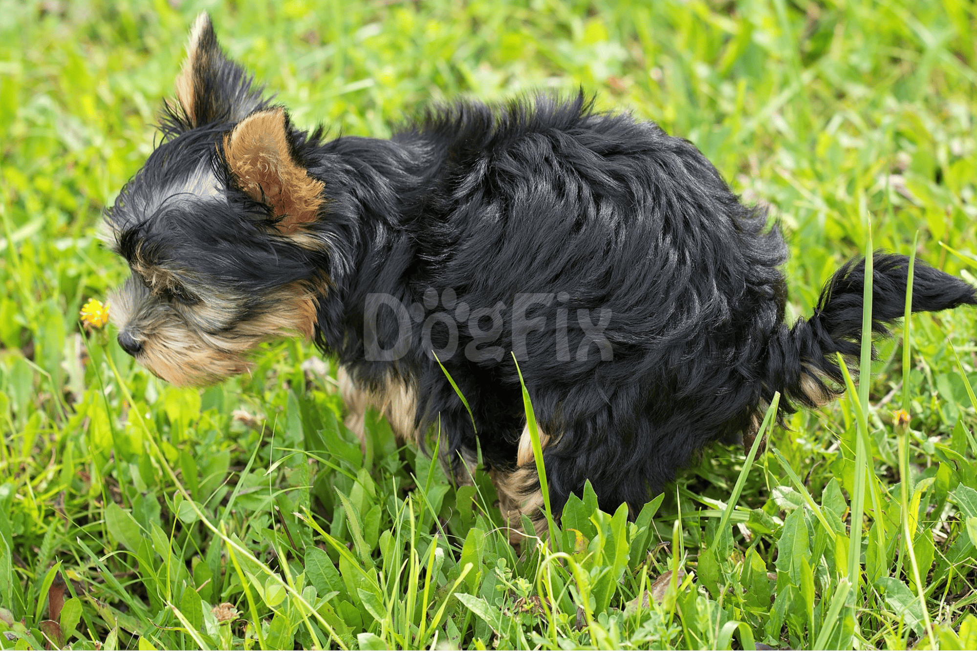 Adorable Yorkie puppy exploring lush green grass outdoors.