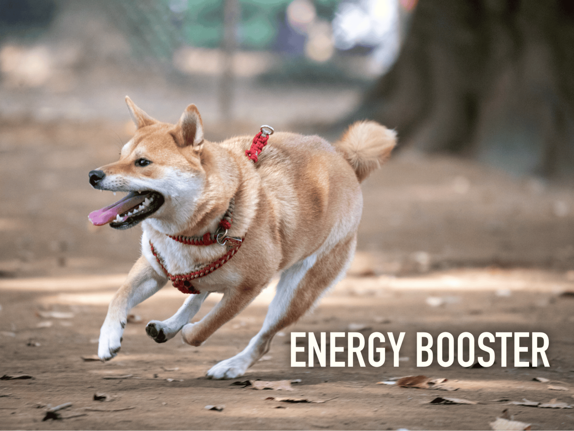 Energy Booster and Digestive Aid