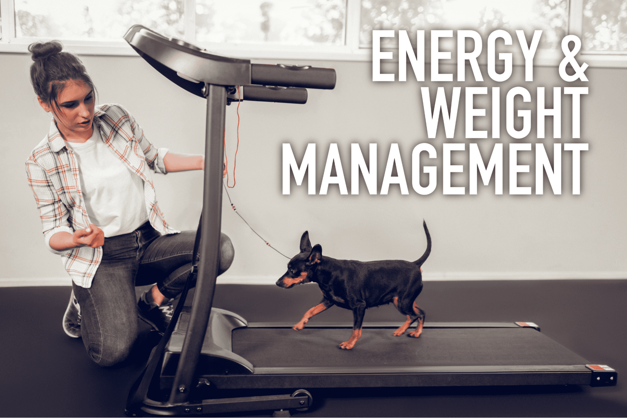 Dog walking on treadmill for fitness and wellness.