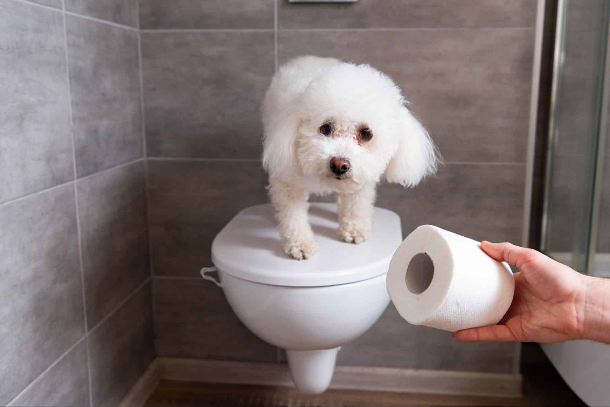Small dog on bathroom toilet with toilet paper roll for cleaning and hygiene.