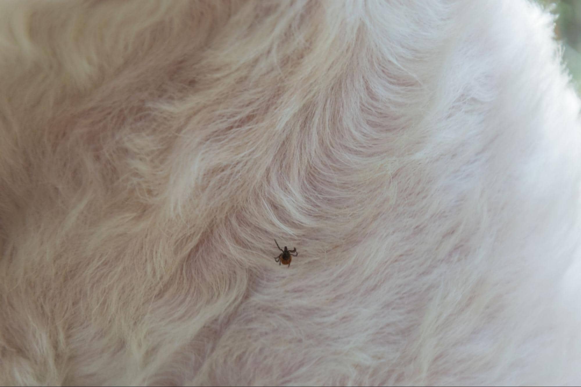 Close-up of fleas on dog fur skin.