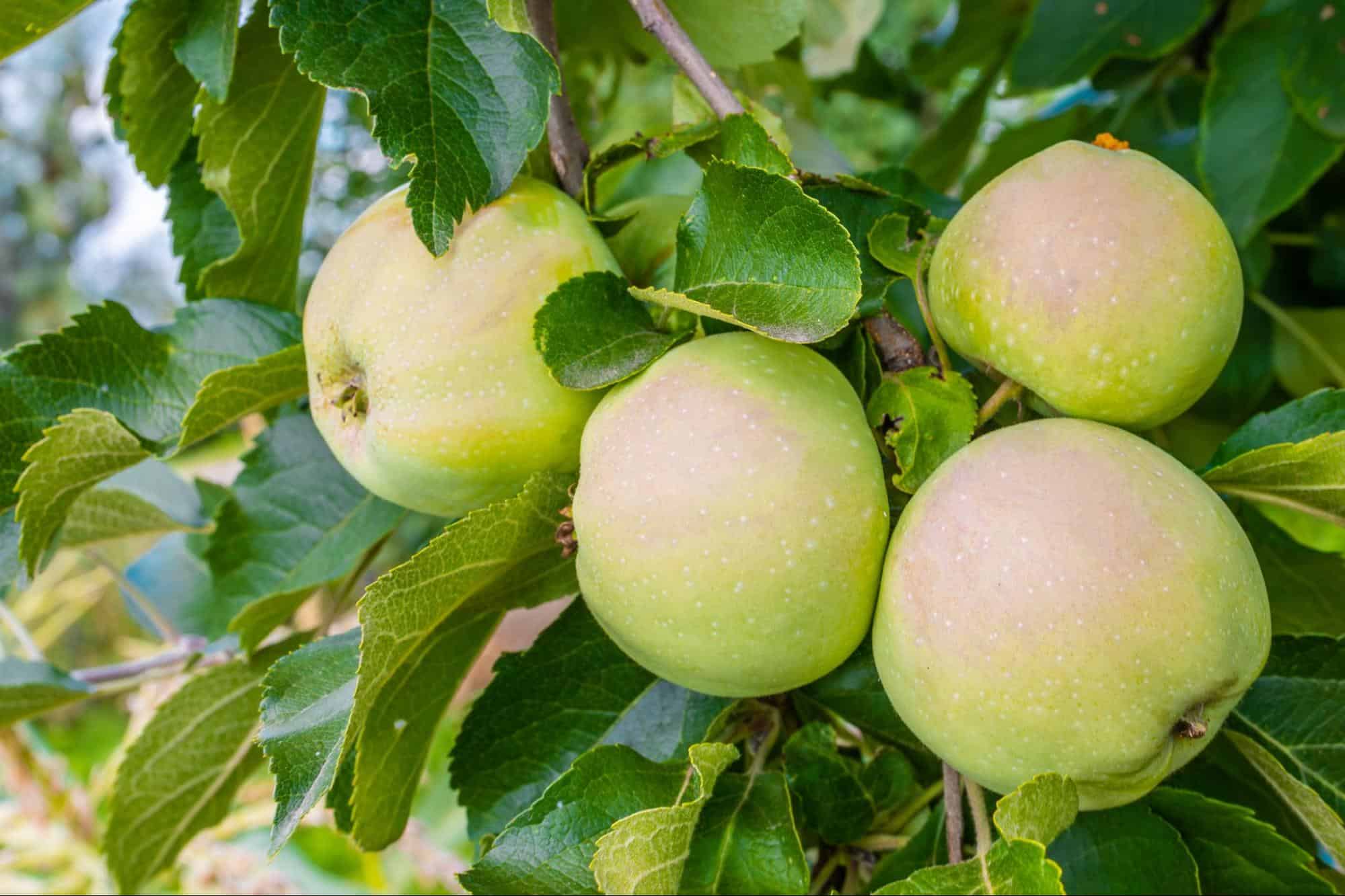 Fresh green apples hanging on tree branch in orchard.