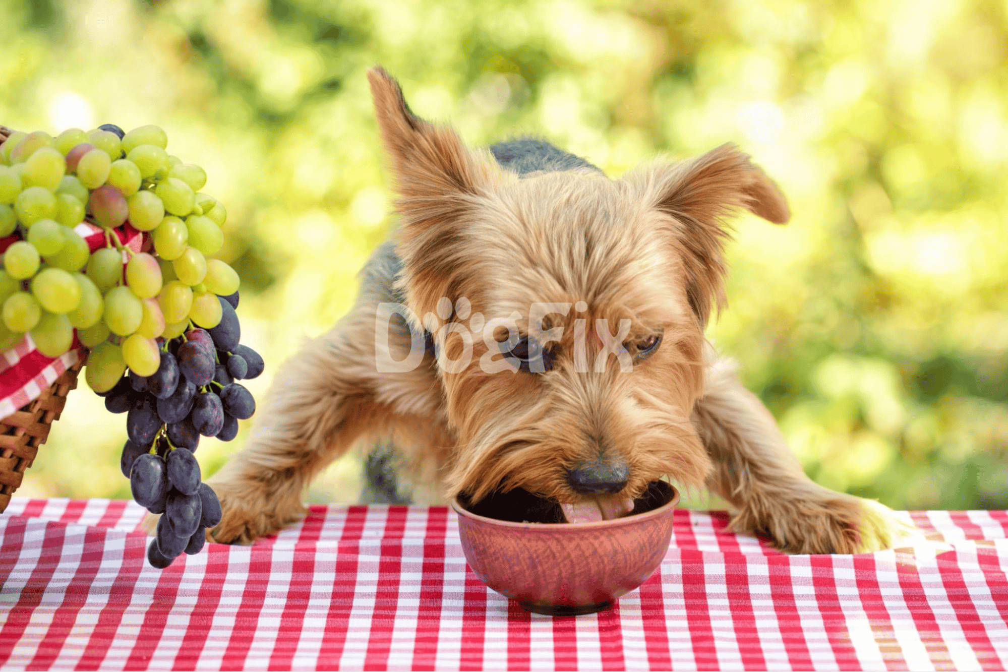 Adorable small dog eating food on checkered tablecloth outdoor setting.