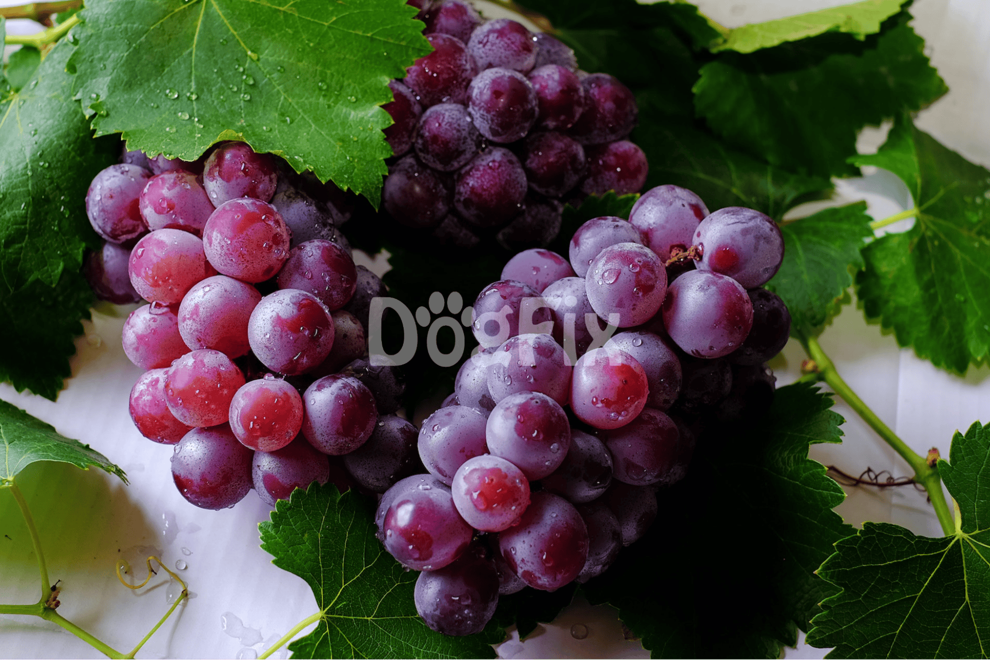 Fresh grapes with water droplets, ripe and healthy snack option for dogs, ideal for a natural diet.