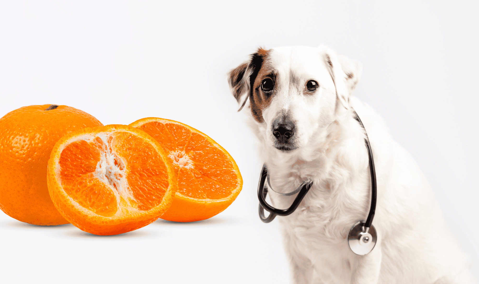 Health Benefits of Clementines for Dogs