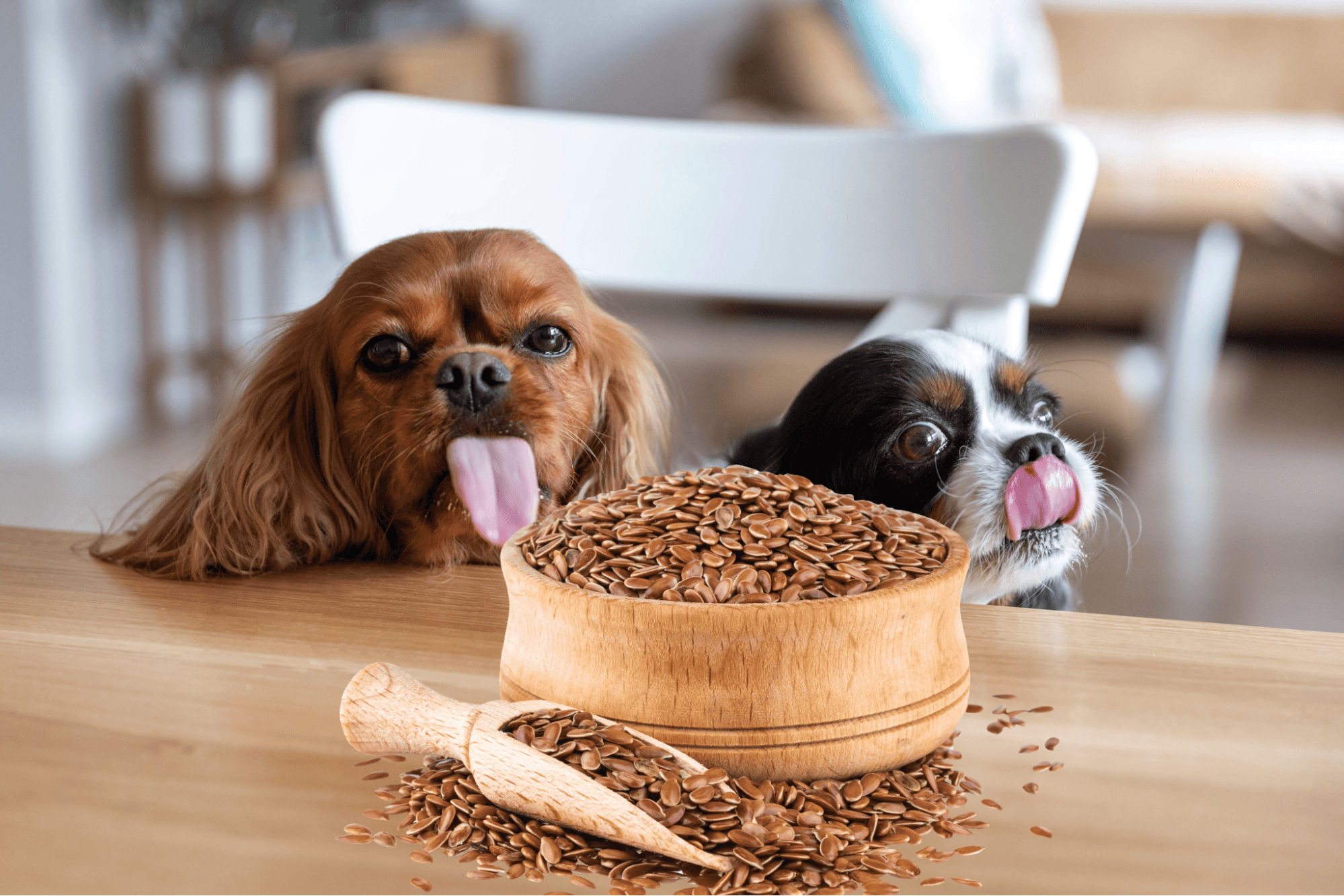 Adorable dogs licking their lips near a bowl of dog-friendly seeds on a wooden table.