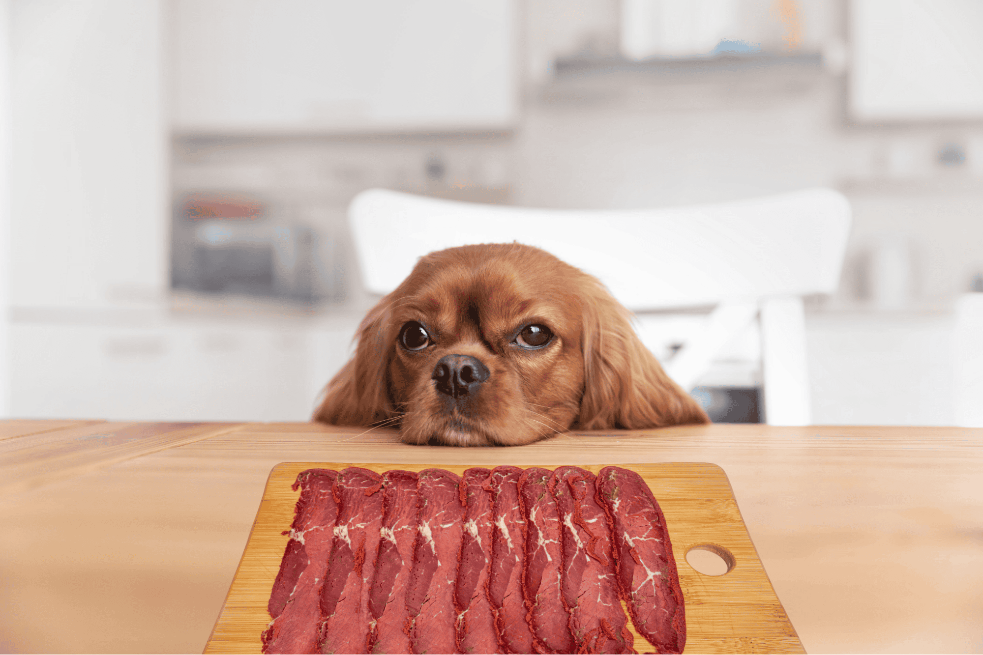 Adorable dog waiting for treats with beef jerky on the table.