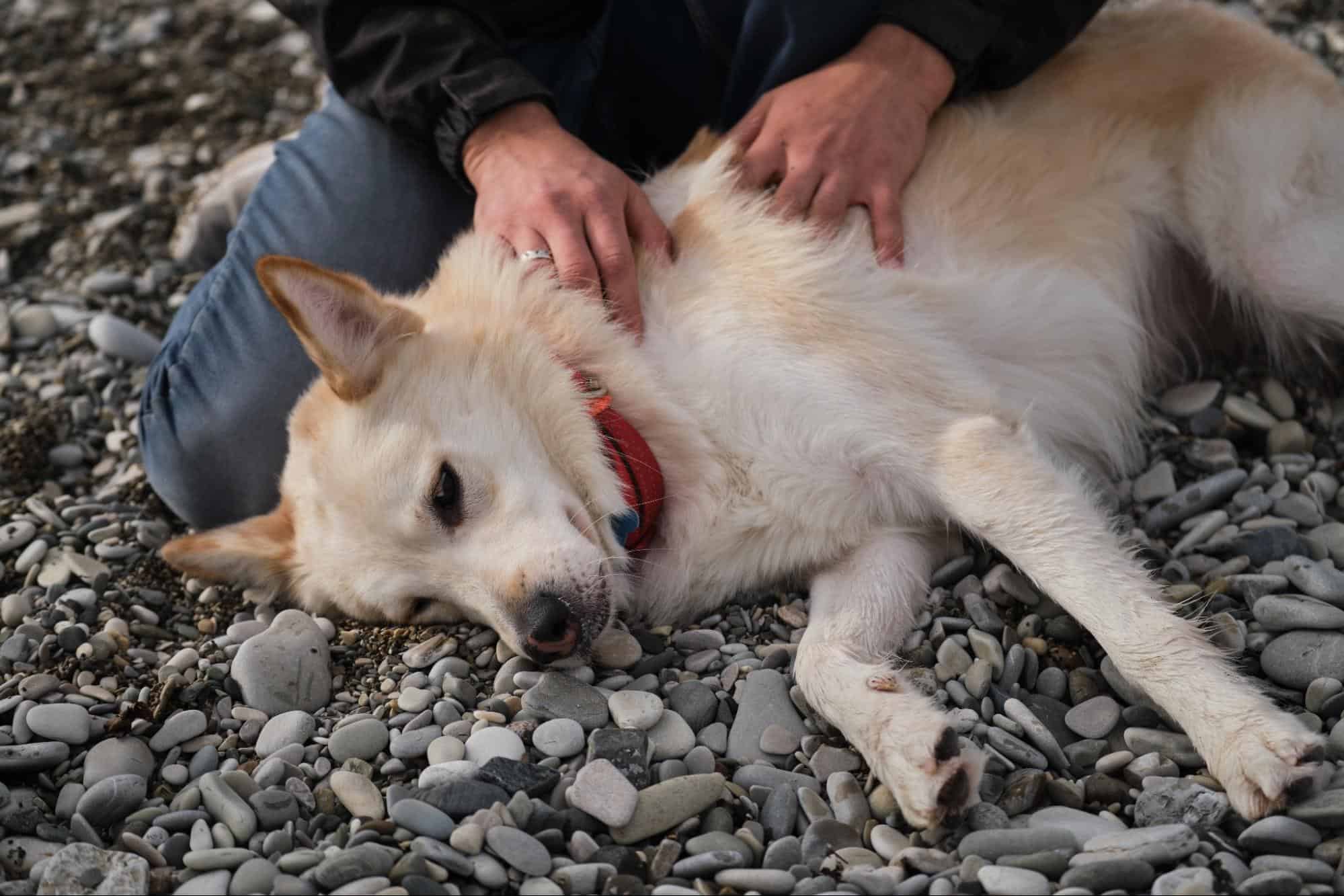 Dog lying on rocky beach being gently petted, showcasing care and companionship.