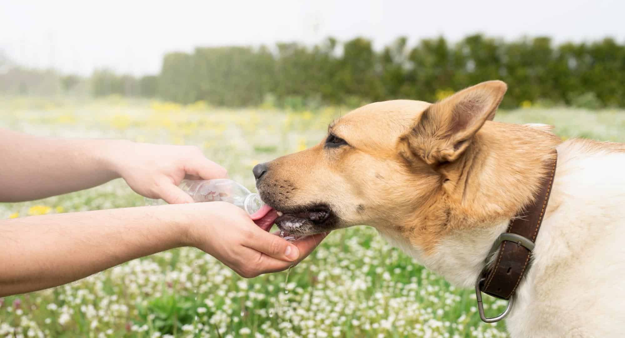 Dog drinking water from a bottle in a grassy field, healthy pet care and hydration.