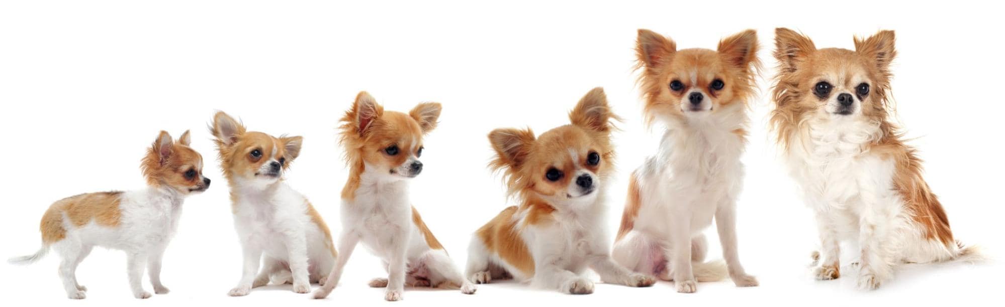 Adorable Chihuahua puppies, perfect for dog lovers, available on Dogfix.com for pet care & adoption.