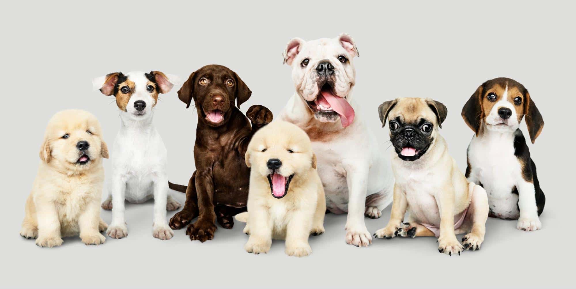 Cute group of mixed breed puppies sitting together, showcasing dog grooming and health.