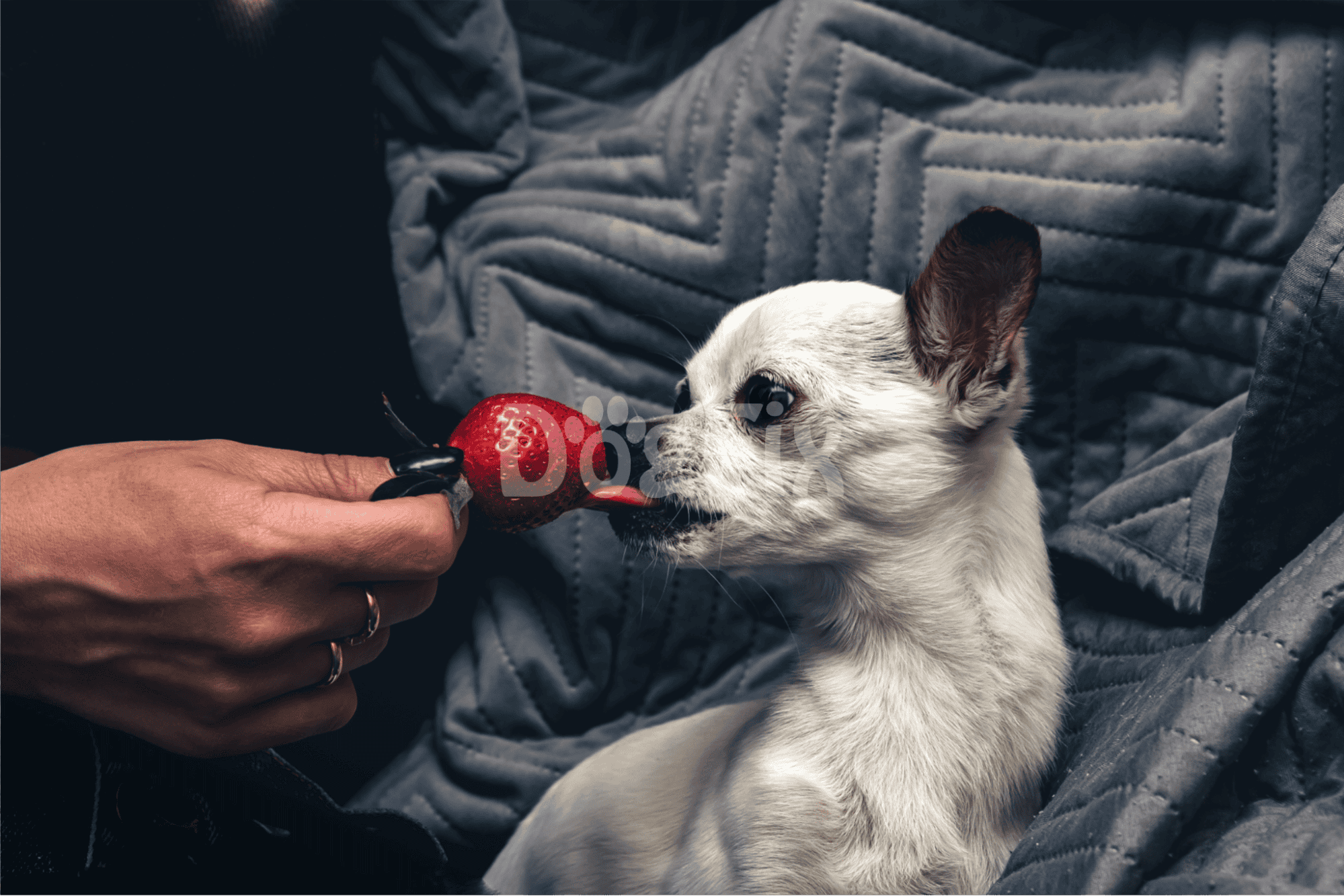 Dog playing fetch with strawberry toy at home.