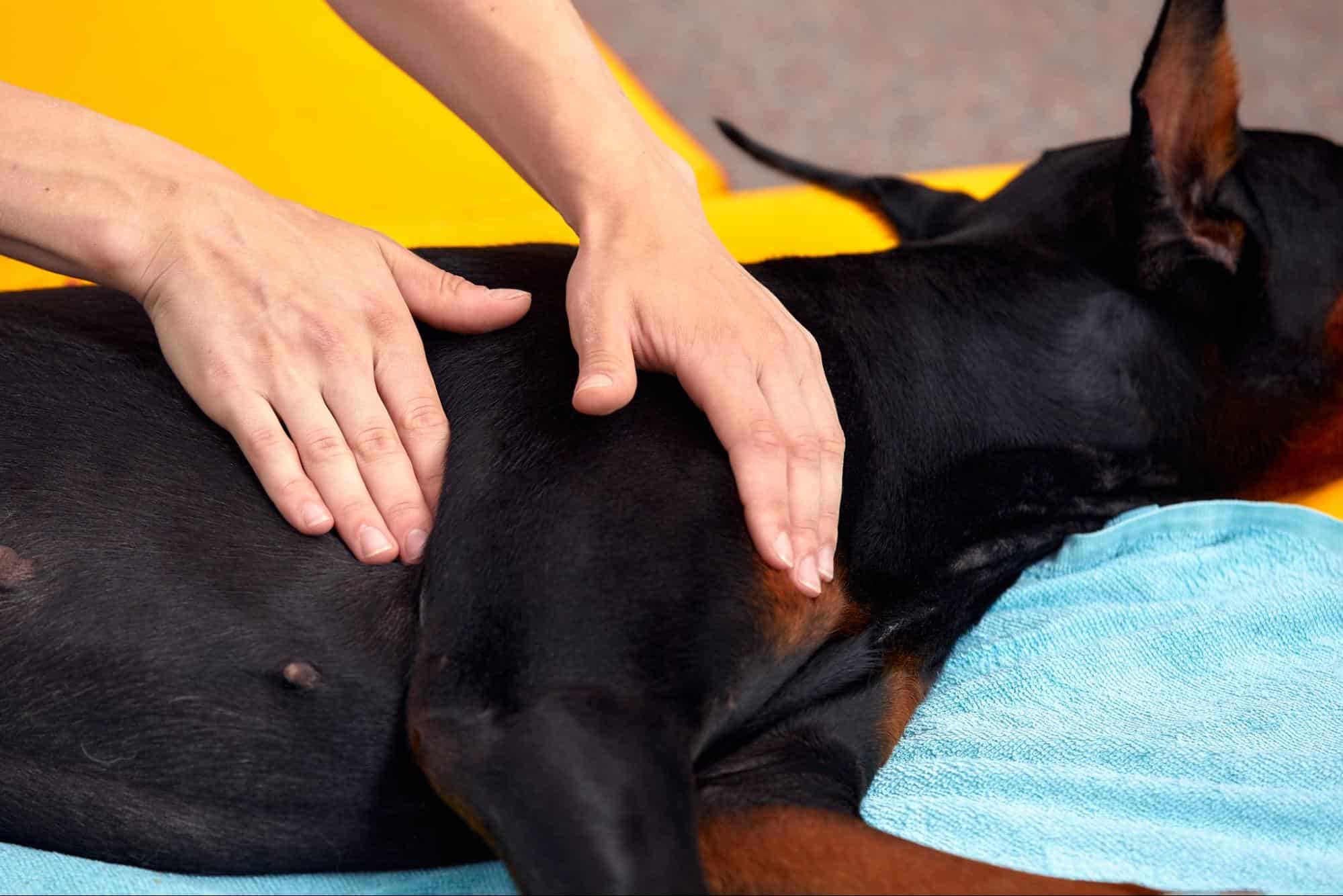 Dog receiving therapeutic massage for healing and relaxation.