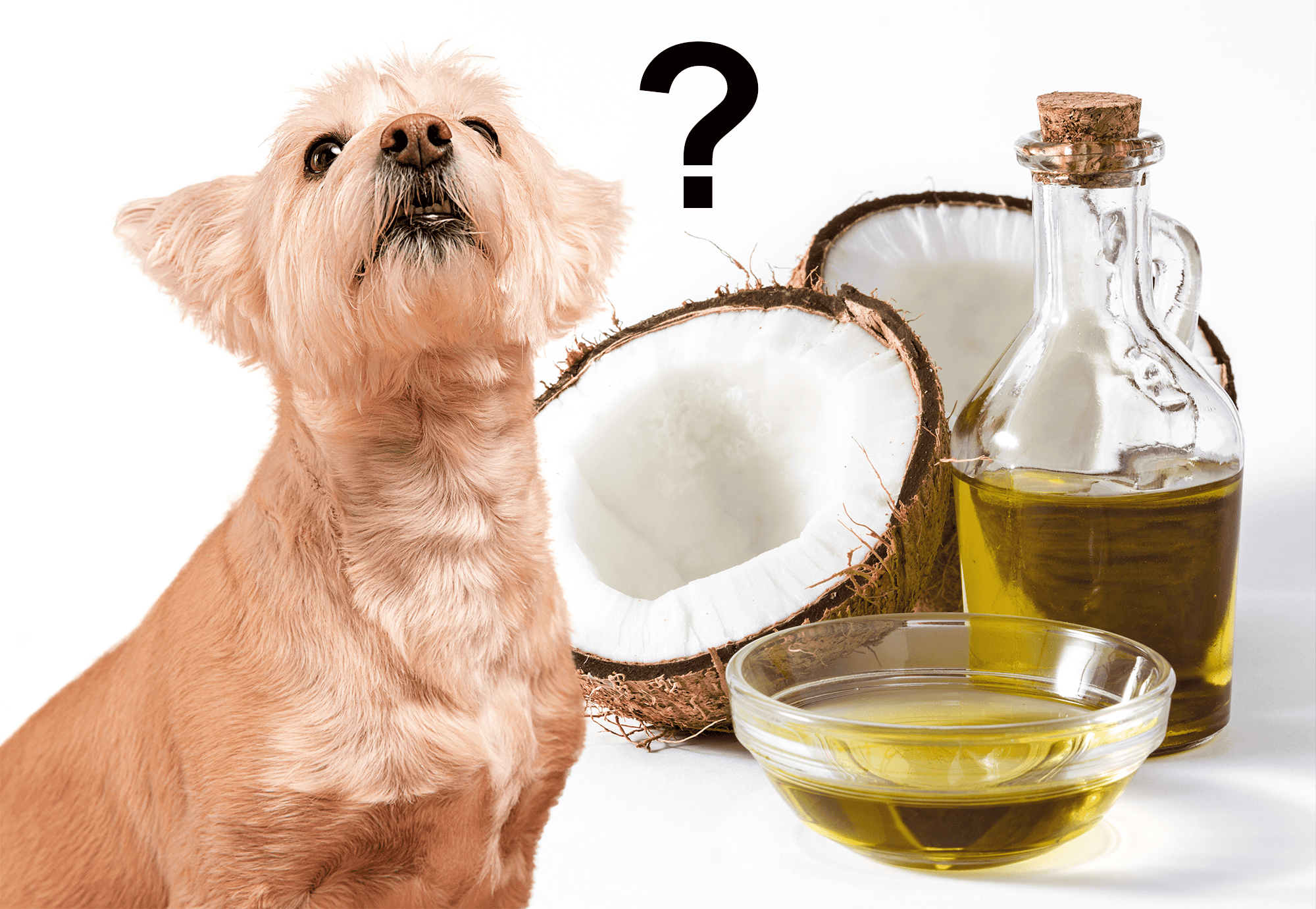 Dog Coconut Oil Benefits for Skin and Coat.